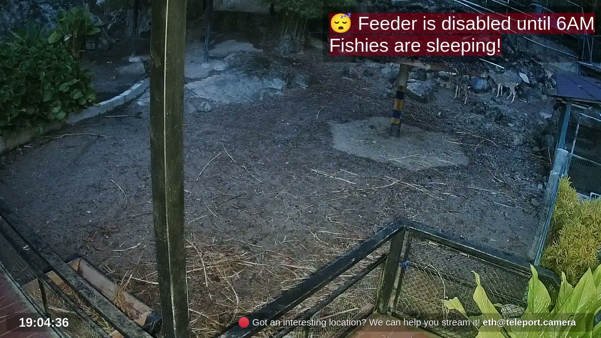 Zoo Cafe · Feed the Life of Fishes, Emus, Deers, Turtles, Malas  Live Cam  - Amphoe Ko Pha - Ngan, Surat Thani, Thailand