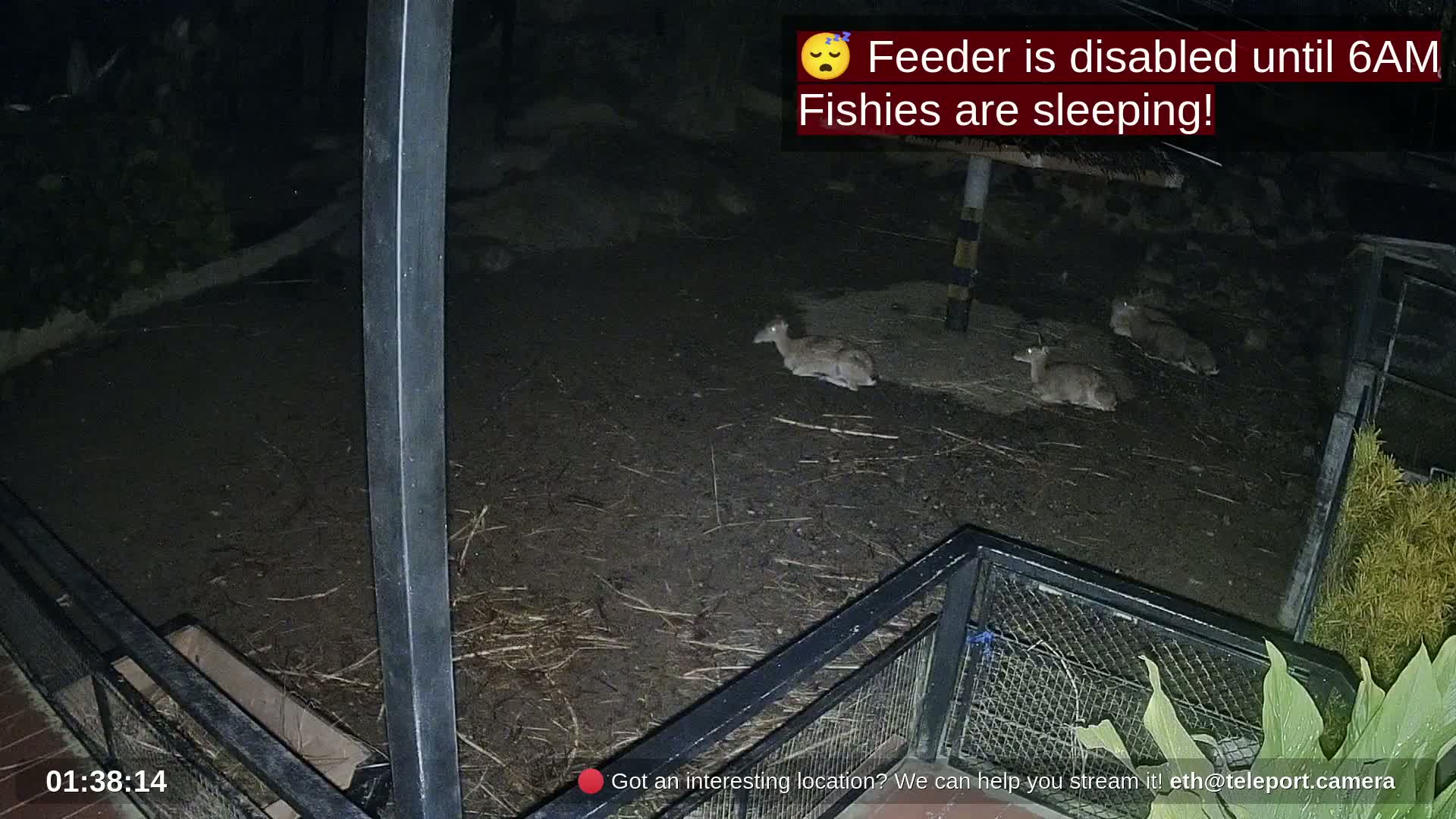 Zoo Cafe · Feed the Life of Fishes, Emus, Deers, Turtles, Malas  Live Cam  - Amphoe Ko Pha - Ngan, Surat Thani, Thailand