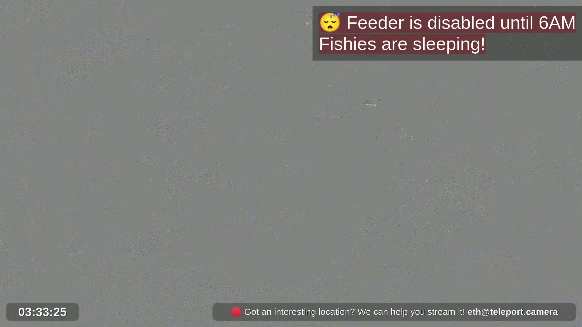 Zoo Cafe · Feed the Life of Fishes, Emus, Deers, Turtles, Malas  Live Cam  - Amphoe Ko Pha - Ngan, Surat Thani, Thailand