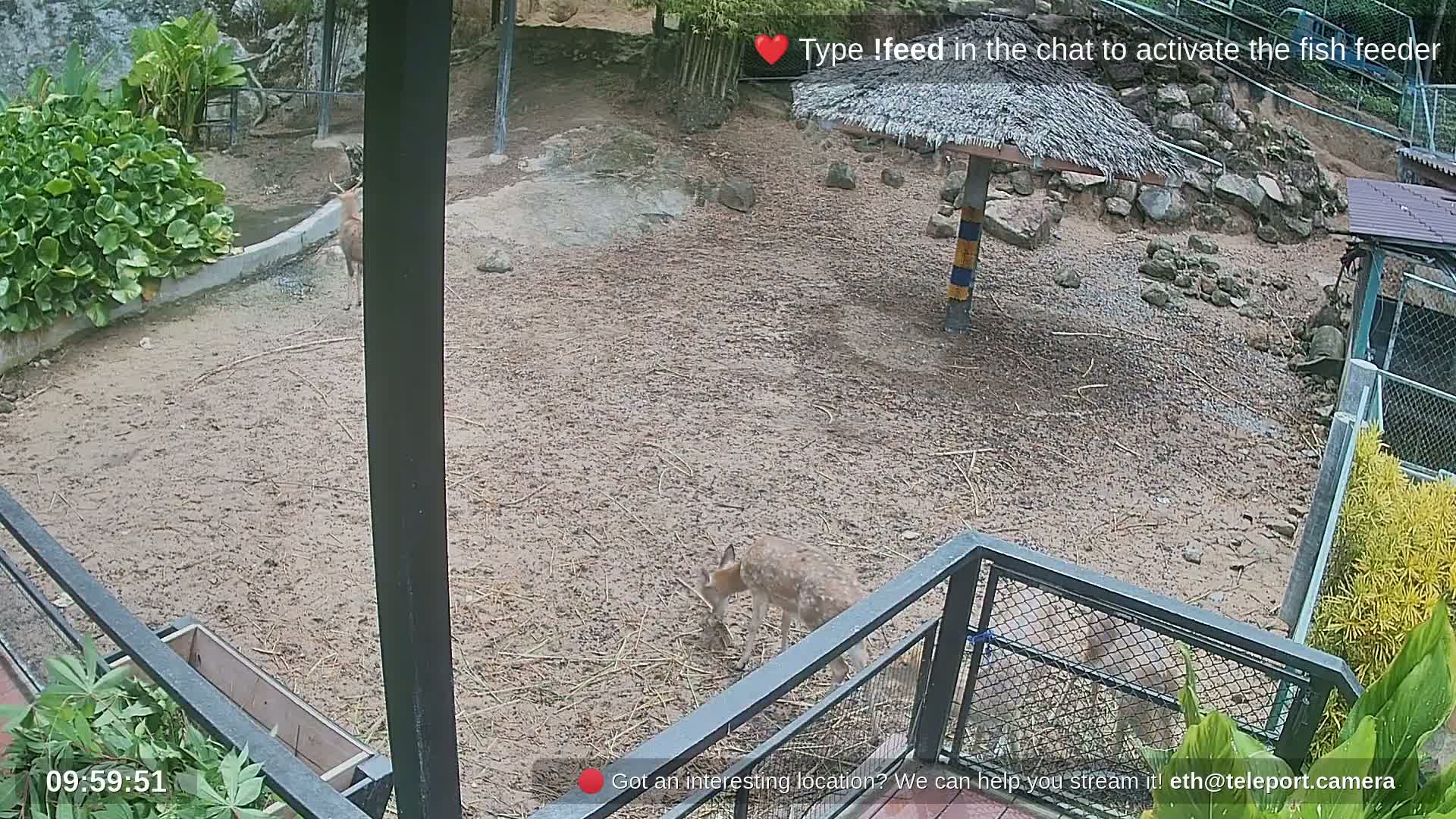 Zoo Cafe · Feed the Life of Fishes, Emus, Deers, Turtles, Malas  Live Cam  - Amphoe Ko Pha - Ngan, Surat Thani, Thailand