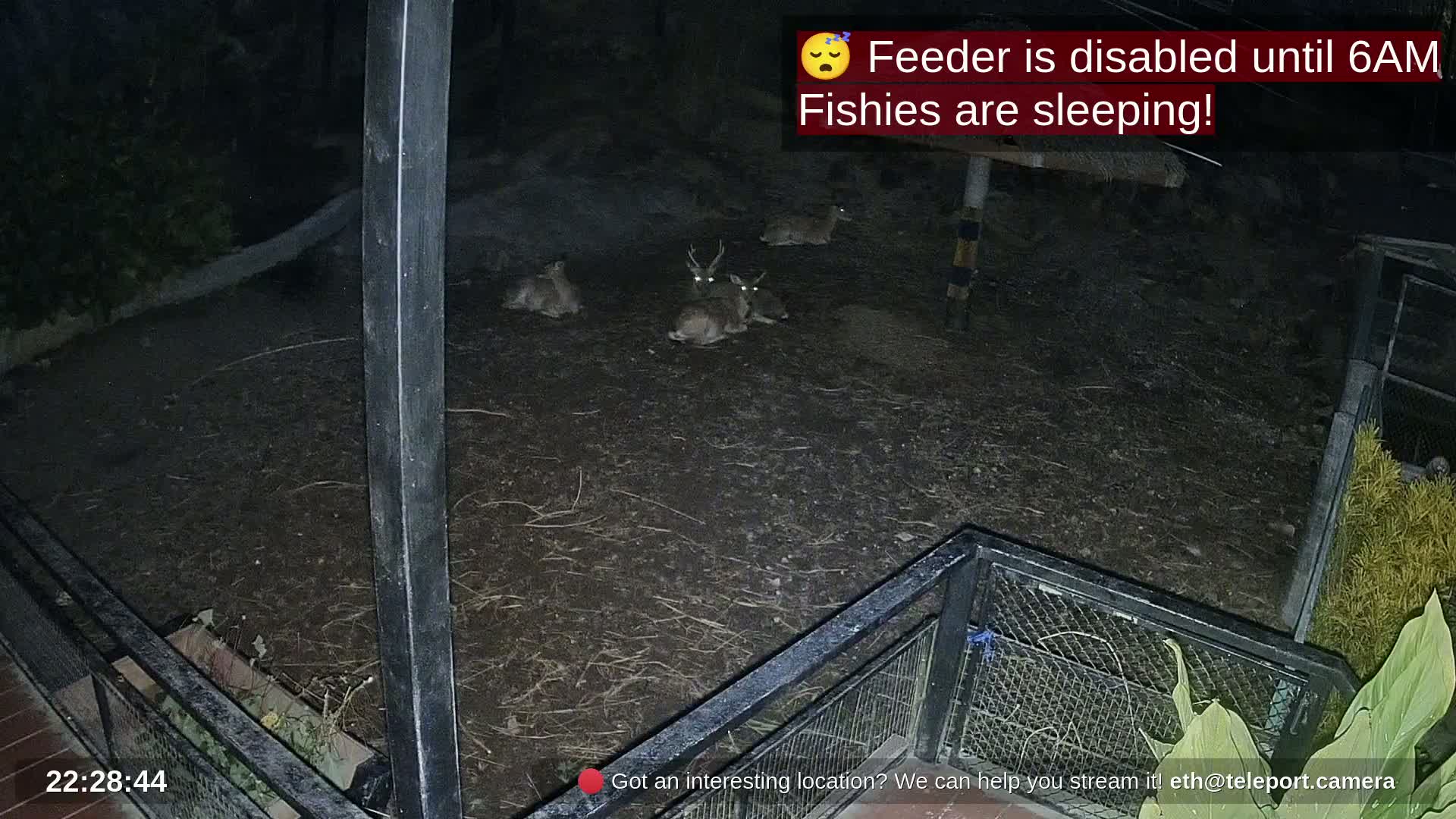 Two deer are in a sandy enclosure on a sunny day, one eating from a trough near a fence.