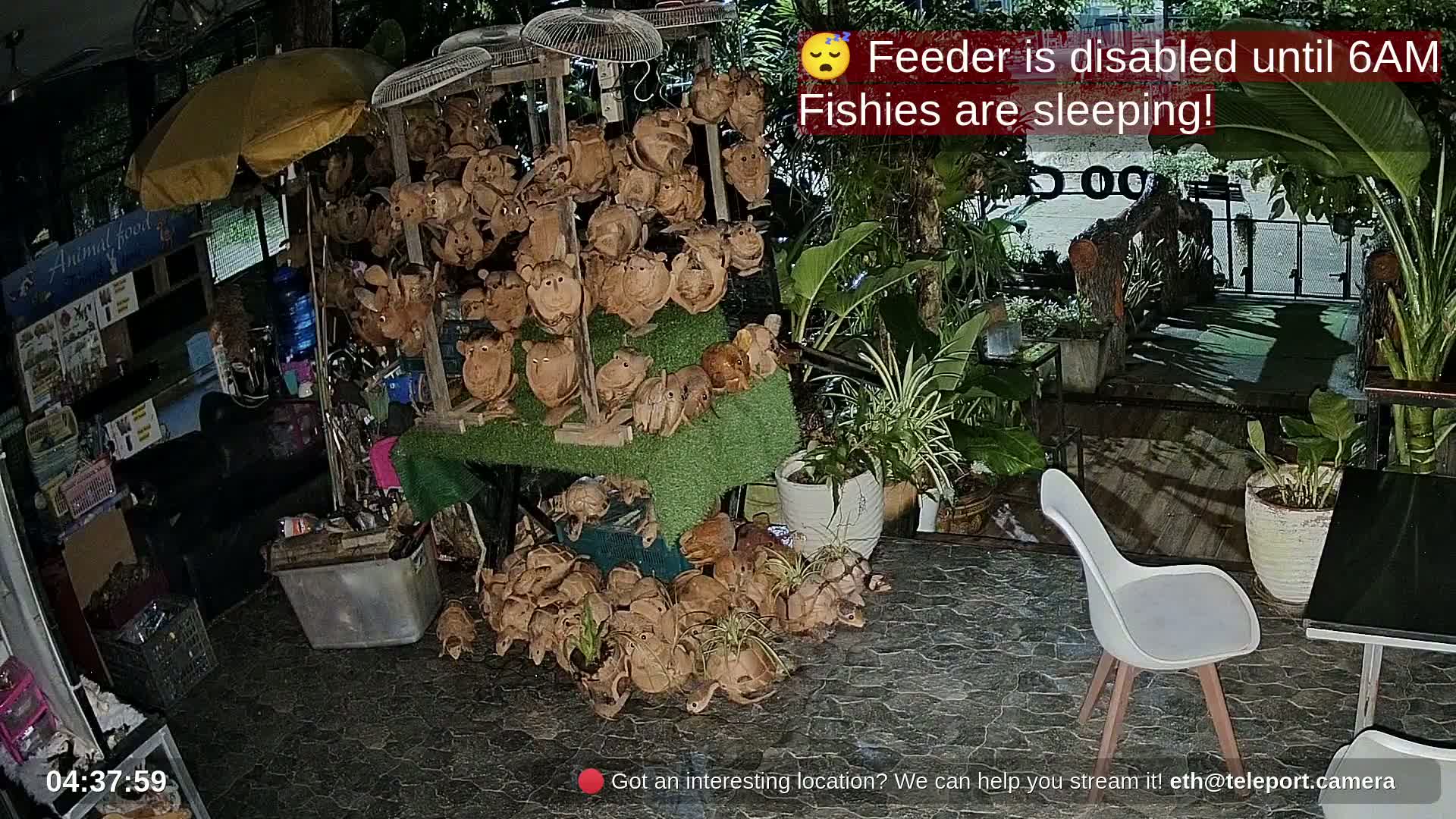 Zoo Cafe · Feed the Life of Fishes, Emus, Deers, Turtles, Malas  Live Cam  - Amphoe Ko Pha - Ngan, Surat Thani, Thailand