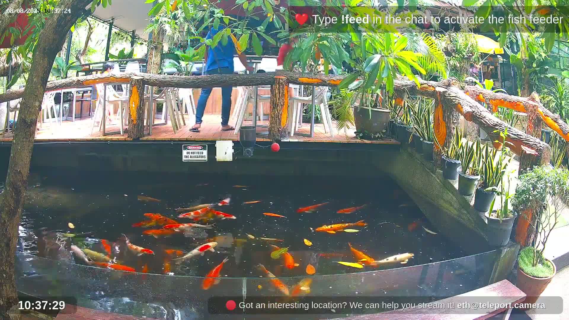 Zoo Cafe · Feed the Life of Fishes, Emus, Deers, Turtles, Malas  Live Cam  - Amphoe Ko Pha - Ngan, Surat Thani, Thailand