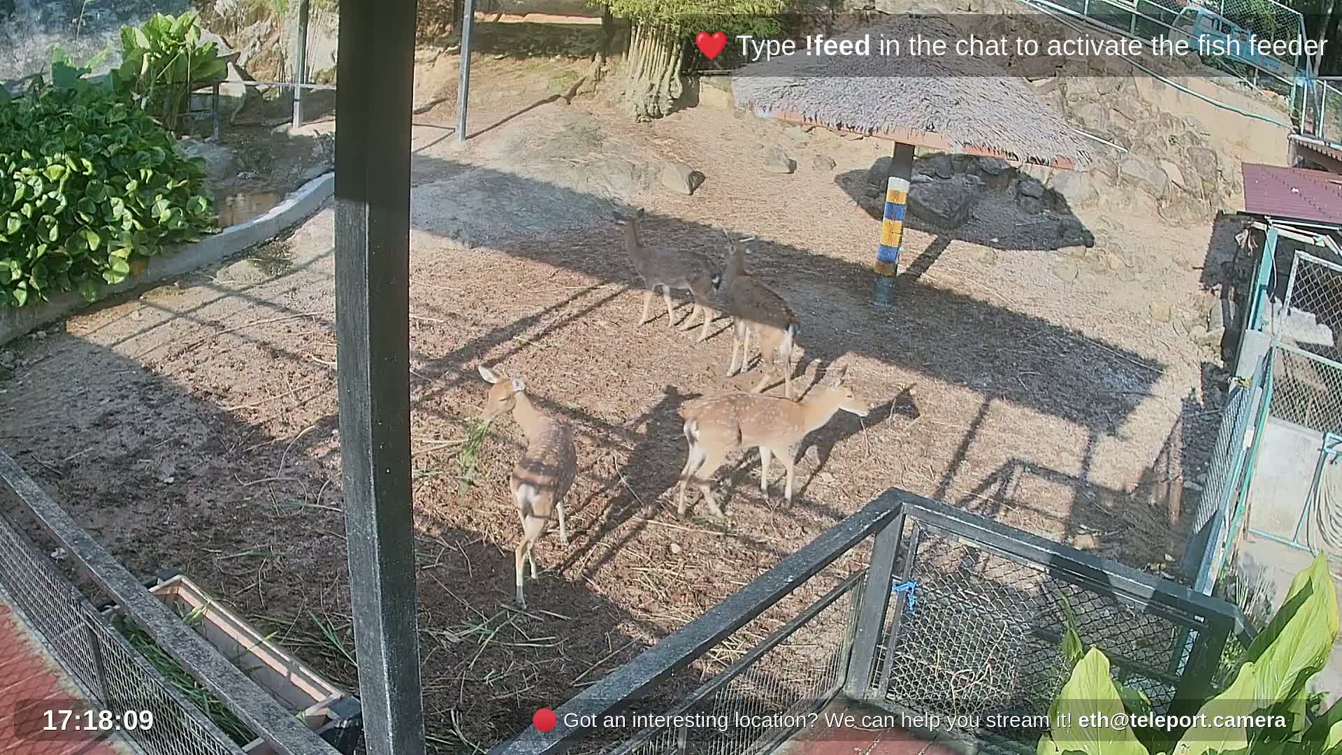 Zoo Cafe · Feed the Life of Fishes, Emus, Deers, Turtles, Malas  Live Cam  - Amphoe Ko Pha - Ngan, Surat Thani, Thailand