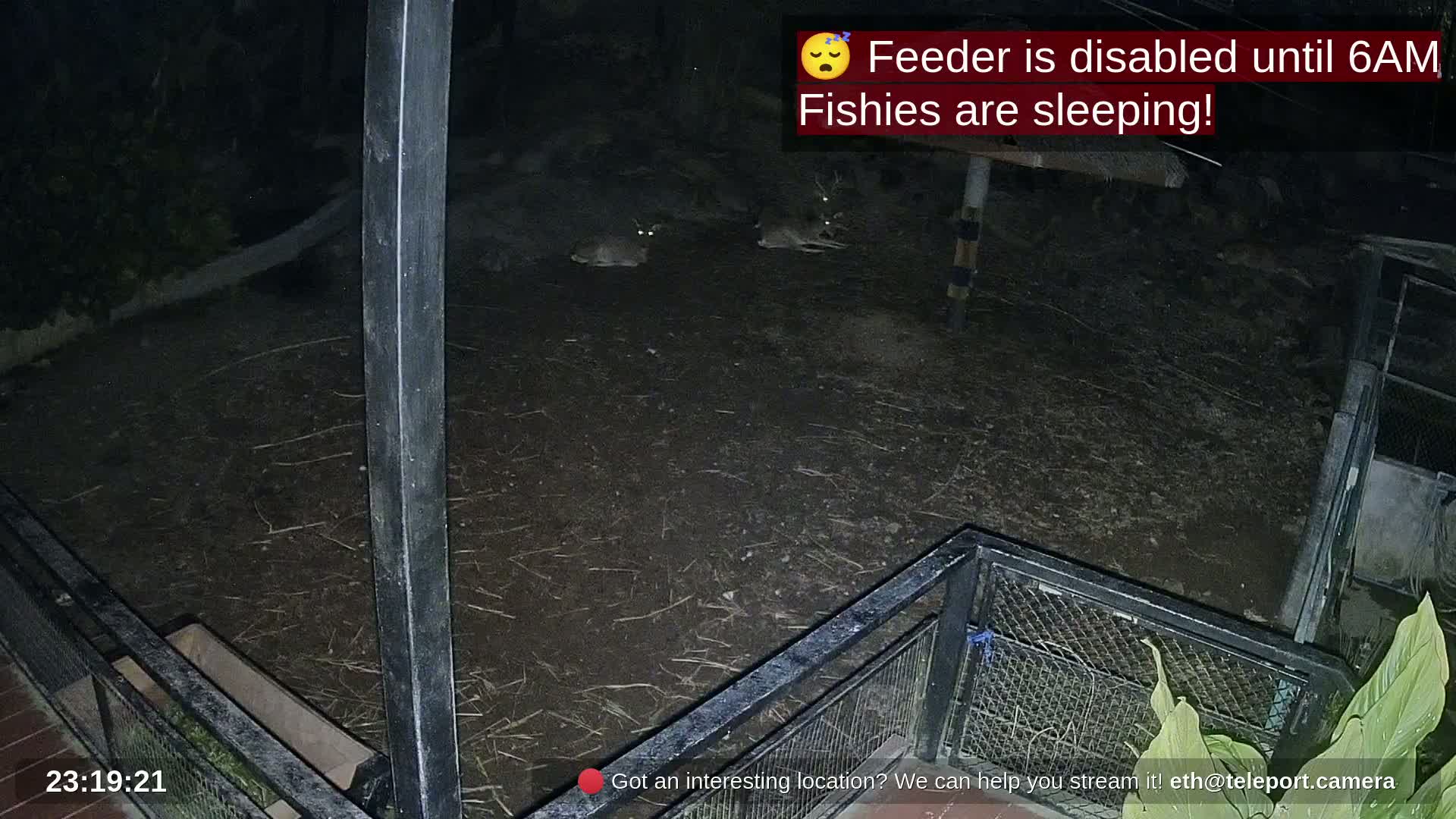 Zoo Cafe · Feed the Life of Fishes, Emus, Deers, Turtles, Malas  Live Cam  - Amphoe Ko Pha - Ngan, Surat Thani, Thailand