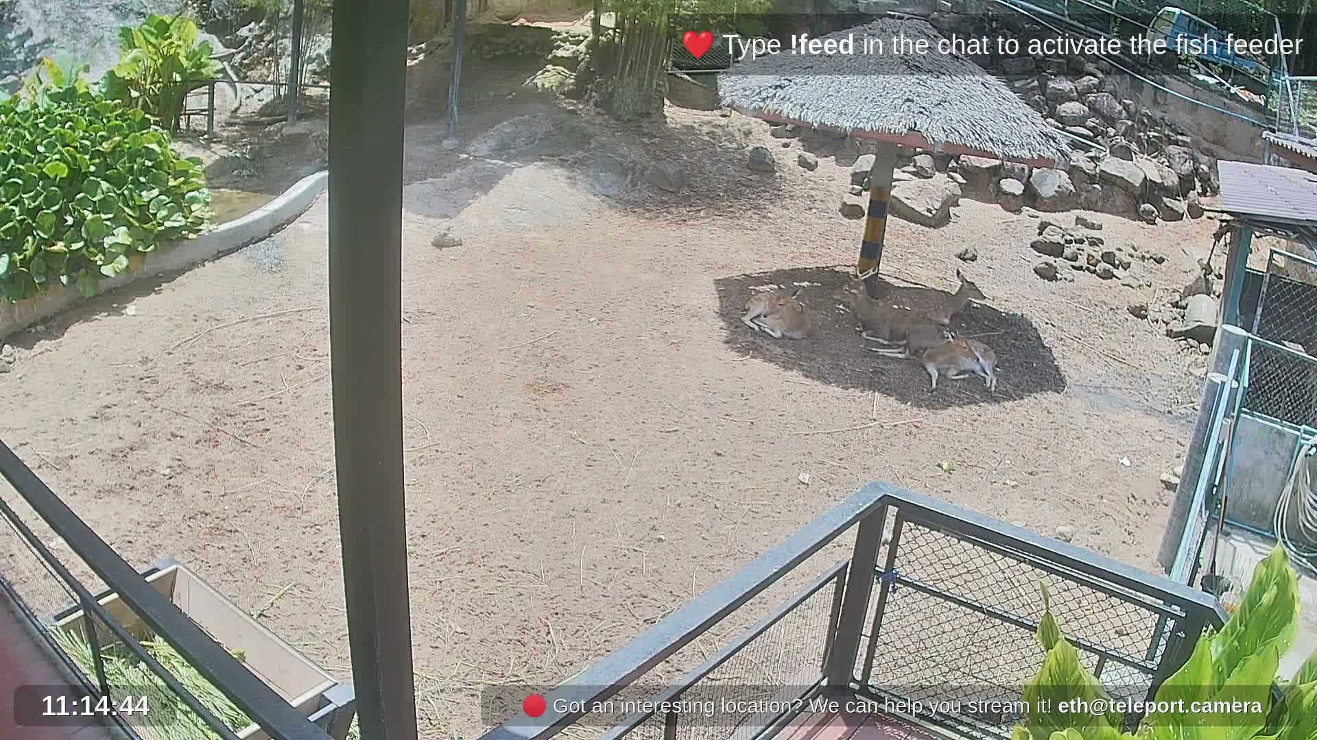 Zoo Cafe · Feed the Life of Fishes, Emus, Deers, Turtles, Malas  Live Cam  - Amphoe Ko Pha - Ngan, Surat Thani, Thailand