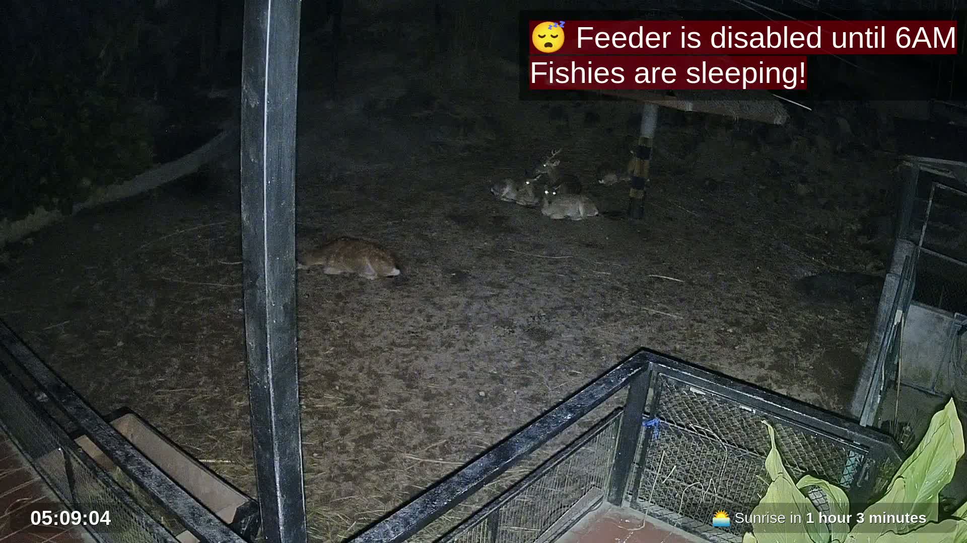 Zoo Cafe · Feed the Life of Fishes, Emus, Deers, Turtles, Malas  Live Cam  - Amphoe Ko Pha - Ngan, Surat Thani, Thailand