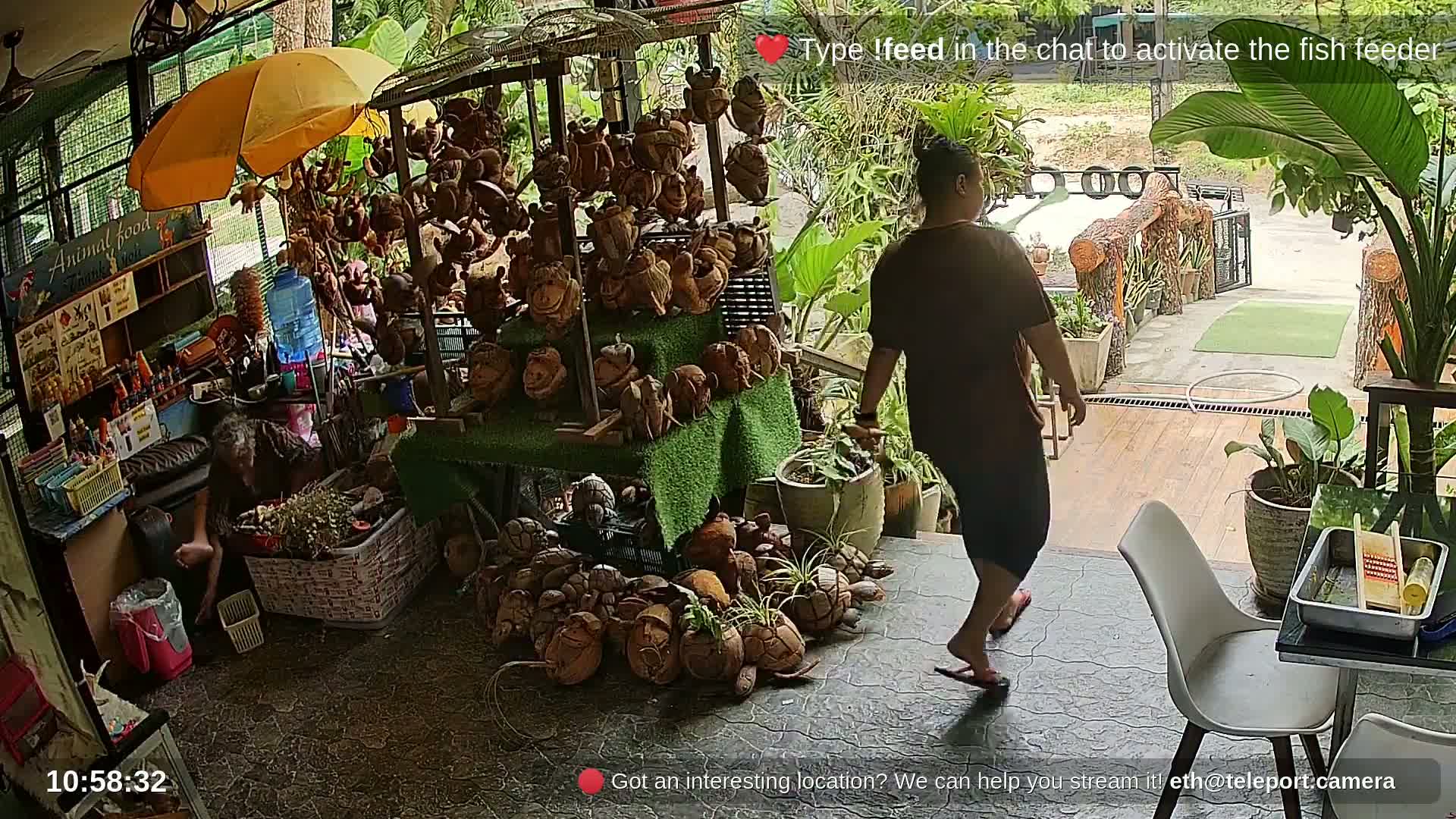 Zoo Cafe · Feed the Life of Fishes, Emus, Deers, Turtles, Malas  Live Cam  - Amphoe Ko Pha - Ngan, Surat Thani, Thailand