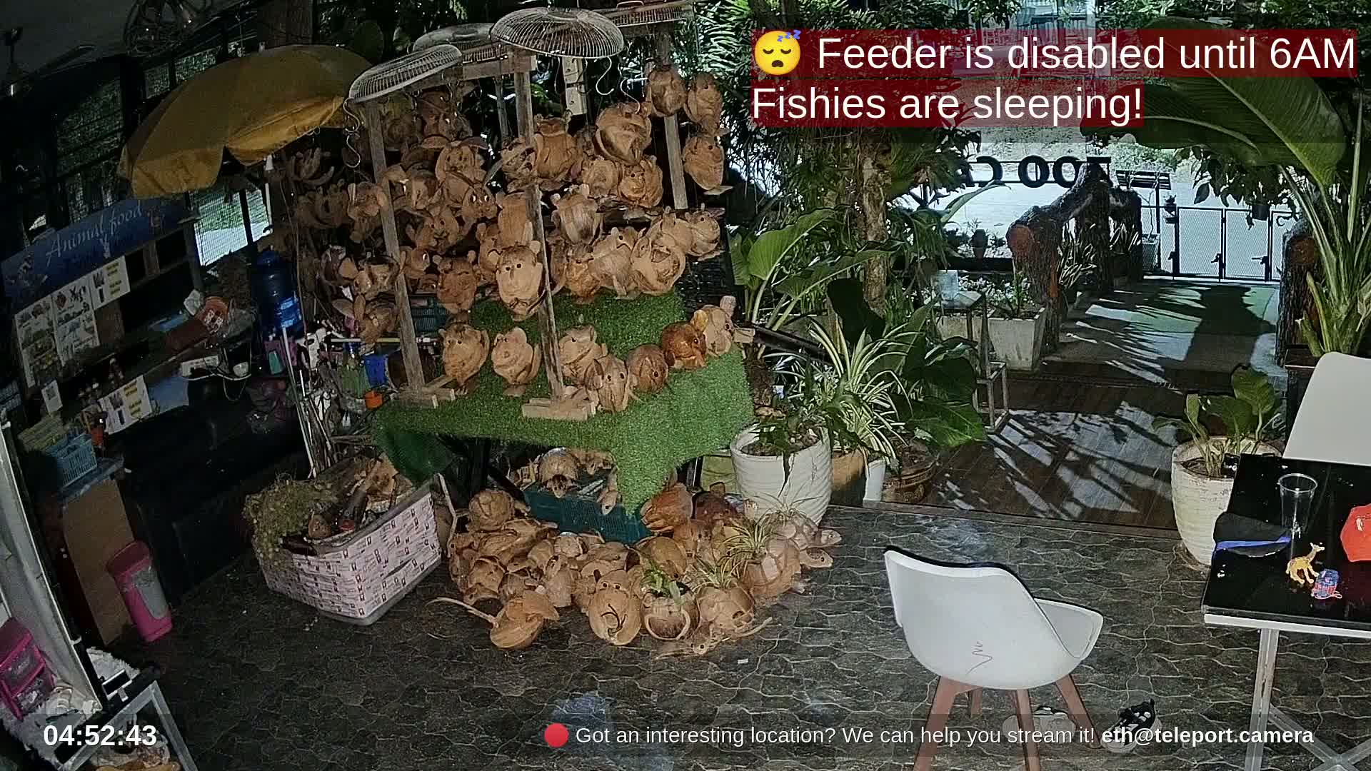 Zoo Cafe · Feed the Life of Fishes, Emus, Deers, Turtles, Malas  Live Cam  - Amphoe Ko Pha - Ngan, Surat Thani, Thailand