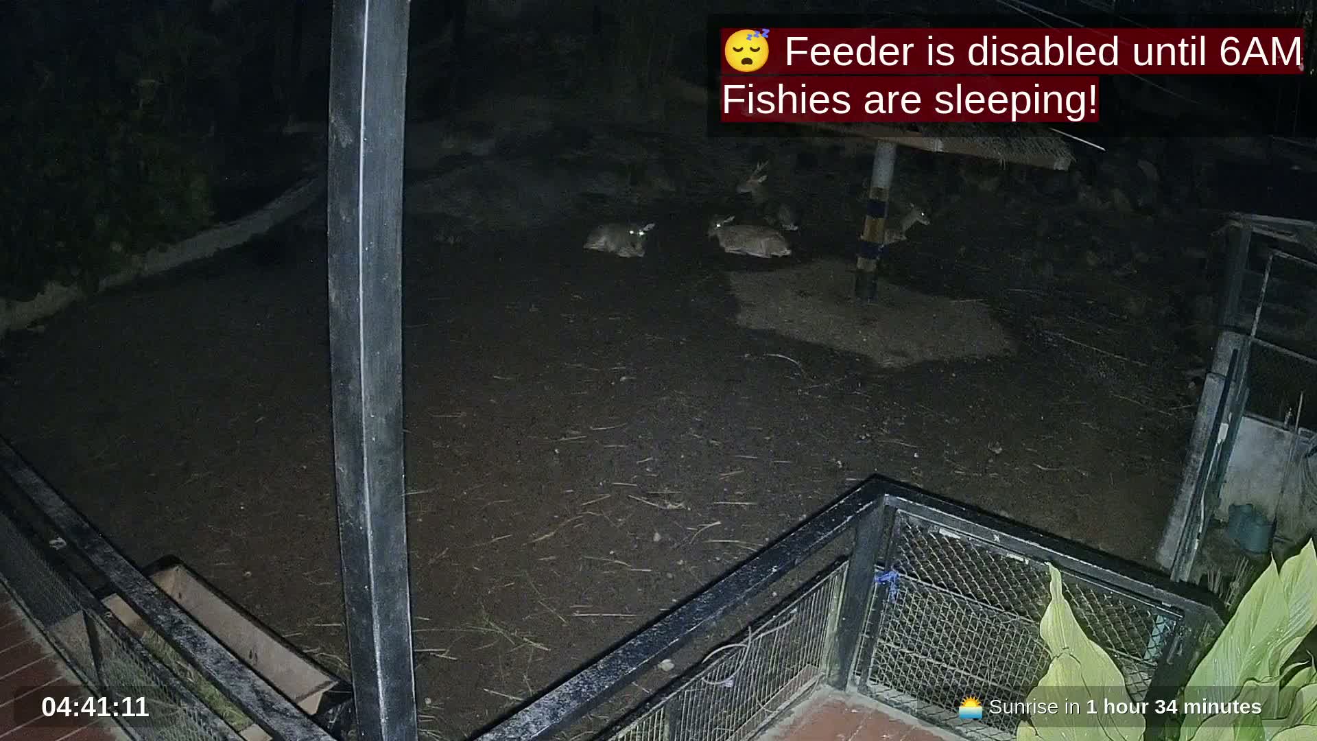 Zoo Cafe · Feed the Life of Fishes, Emus, Deers, Turtles, Malas  Live Cam  - Amphoe Ko Pha - Ngan, Surat Thani, Thailand