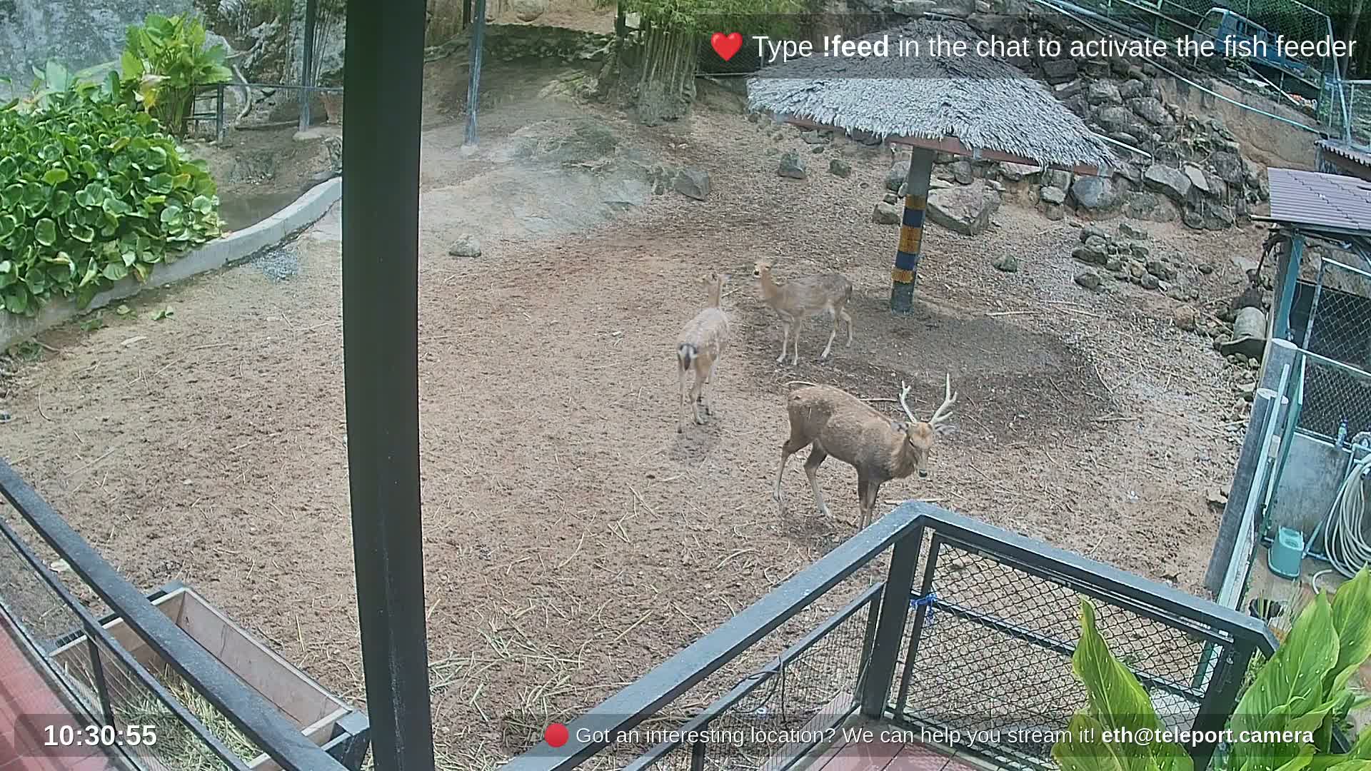 Zoo Cafe · Feed the Life of Fishes, Emus, Deers, Turtles, Malas  Live Cam  - Amphoe Ko Pha - Ngan, Surat Thani, Thailand