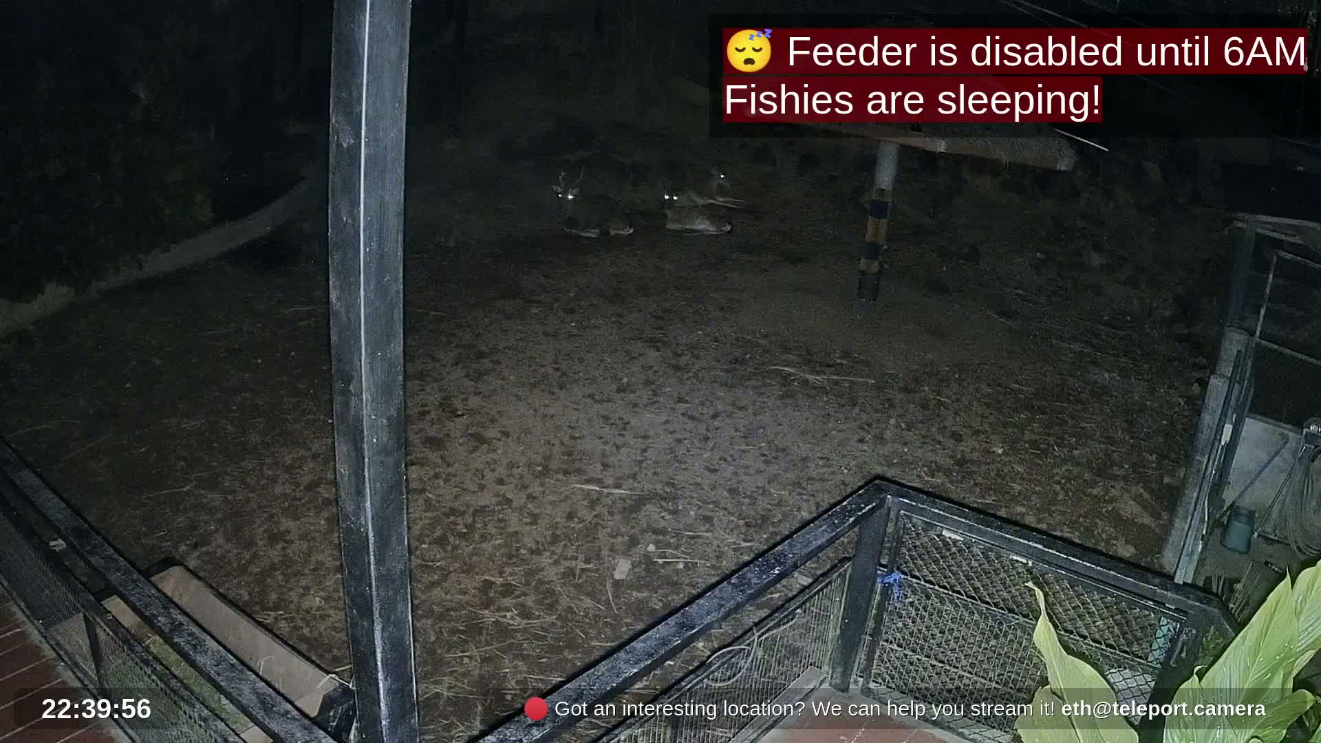 Zoo Cafe · Feed the Life of Fishes, Emus, Deers, Turtles, Malas  Live Cam  - Amphoe Ko Pha - Ngan, Surat Thani, Thailand