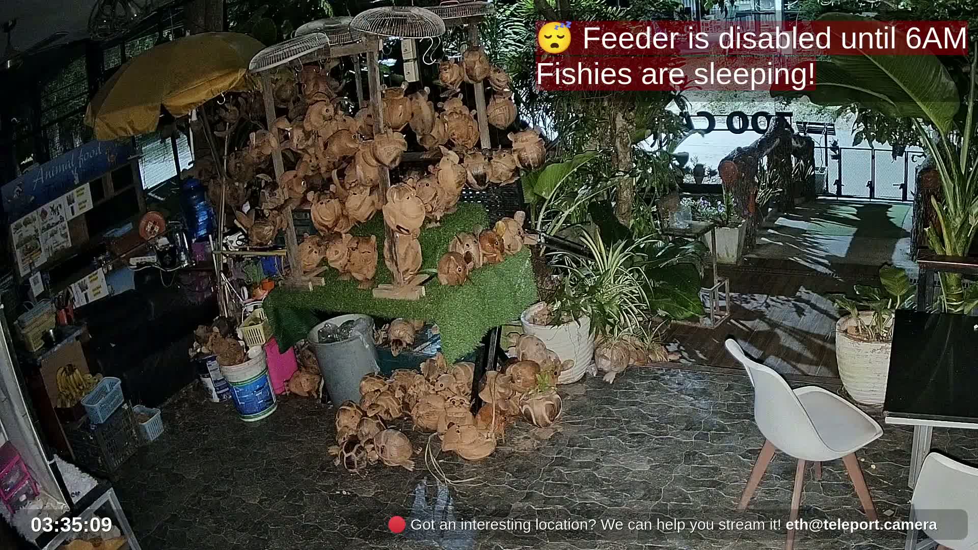Zoo Cafe · Feed the Life of Fishes, Emus, Deers, Turtles, Malas  Live Cam  - Amphoe Ko Pha - Ngan, Surat Thani, Thailand