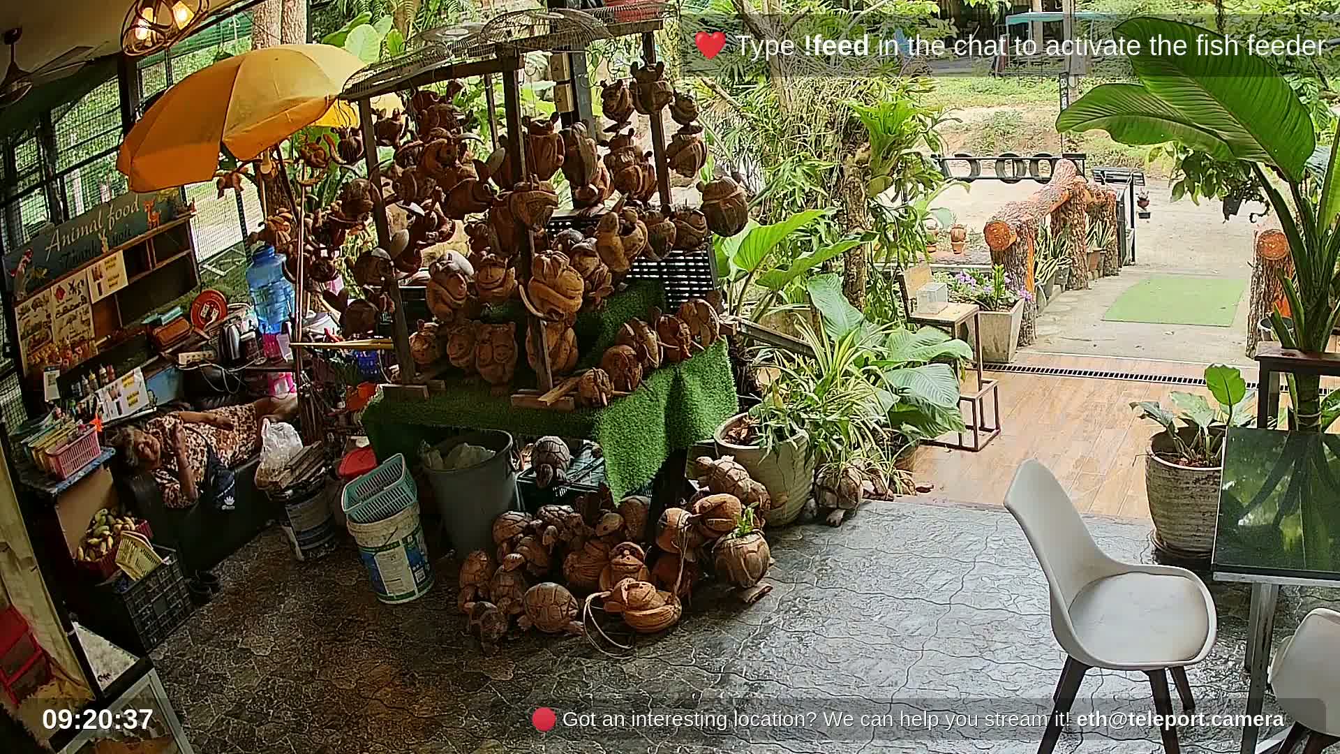 Zoo Cafe · Feed the Life of Fishes, Emus, Deers, Turtles, Malas  Live Cam  - Amphoe Ko Pha - Ngan, Surat Thani, Thailand