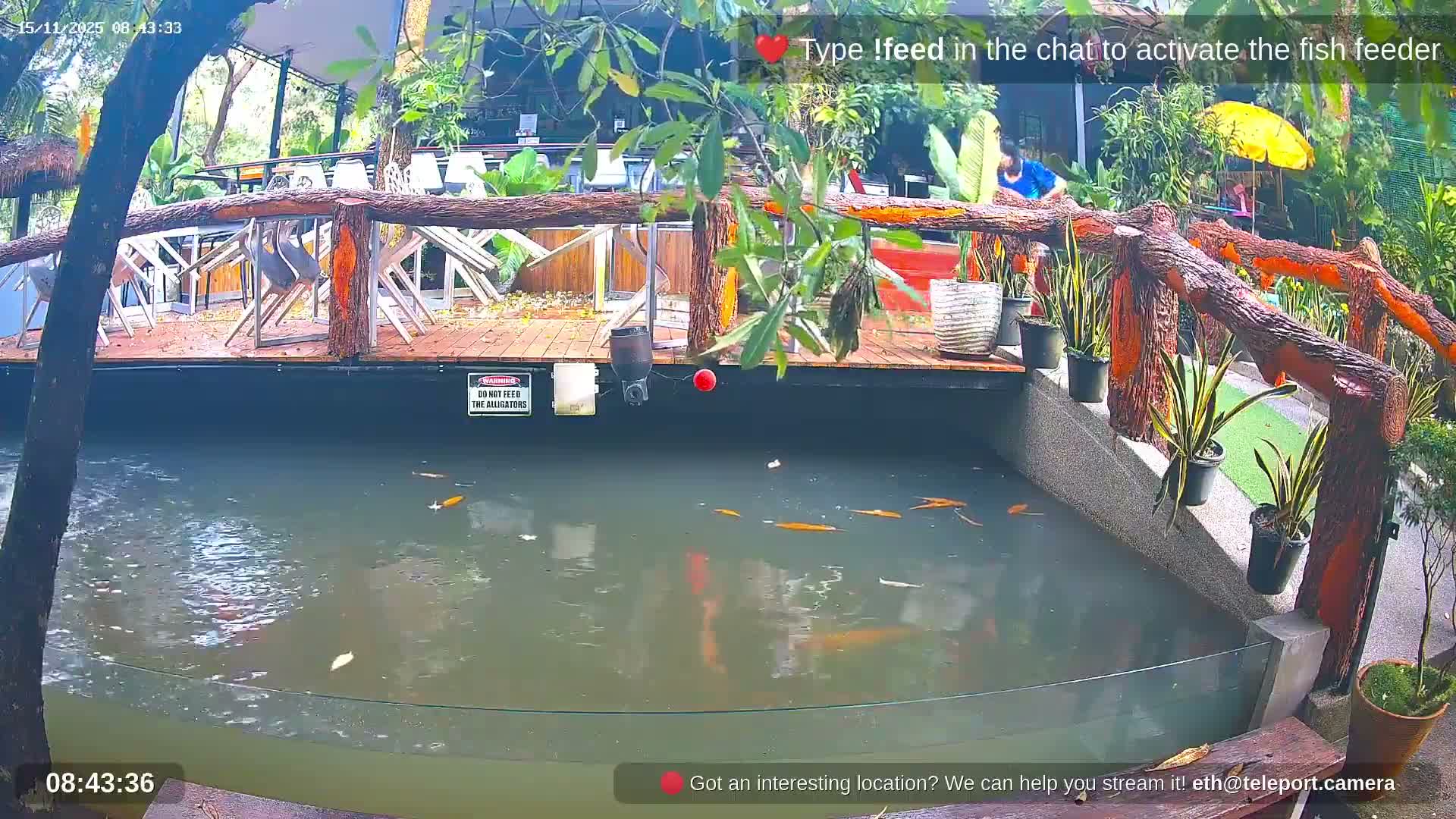 Golden fish swim in a murky pond beside a wooden-railed deck with a person and a yellow umbrella, surrounded by lush tropical greenery under bright, clear weather conditions.