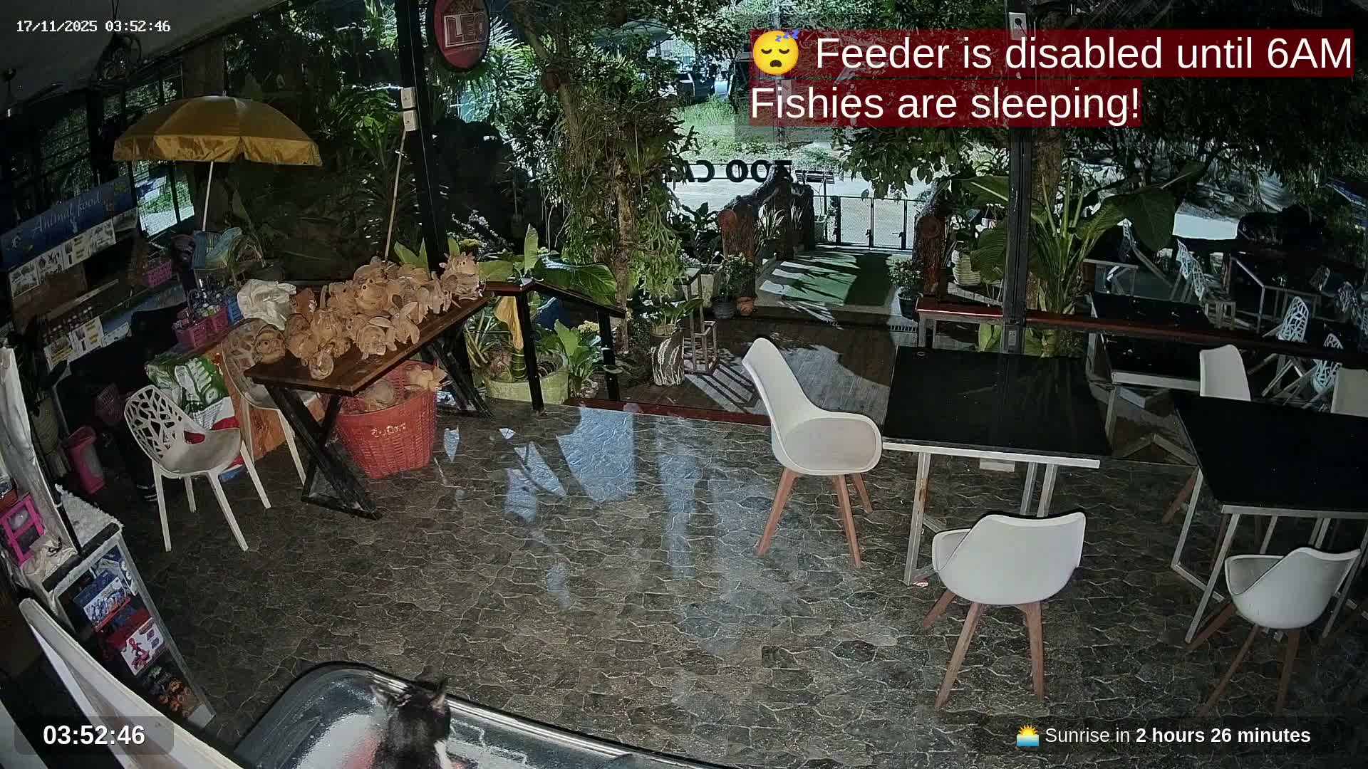 Zoo Cafe · Feed the Life of Fishes, Emus, Deers, Turtles, Malas  Live Cam  - Amphoe Ko Pha - Ngan, Surat Thani, Thailand