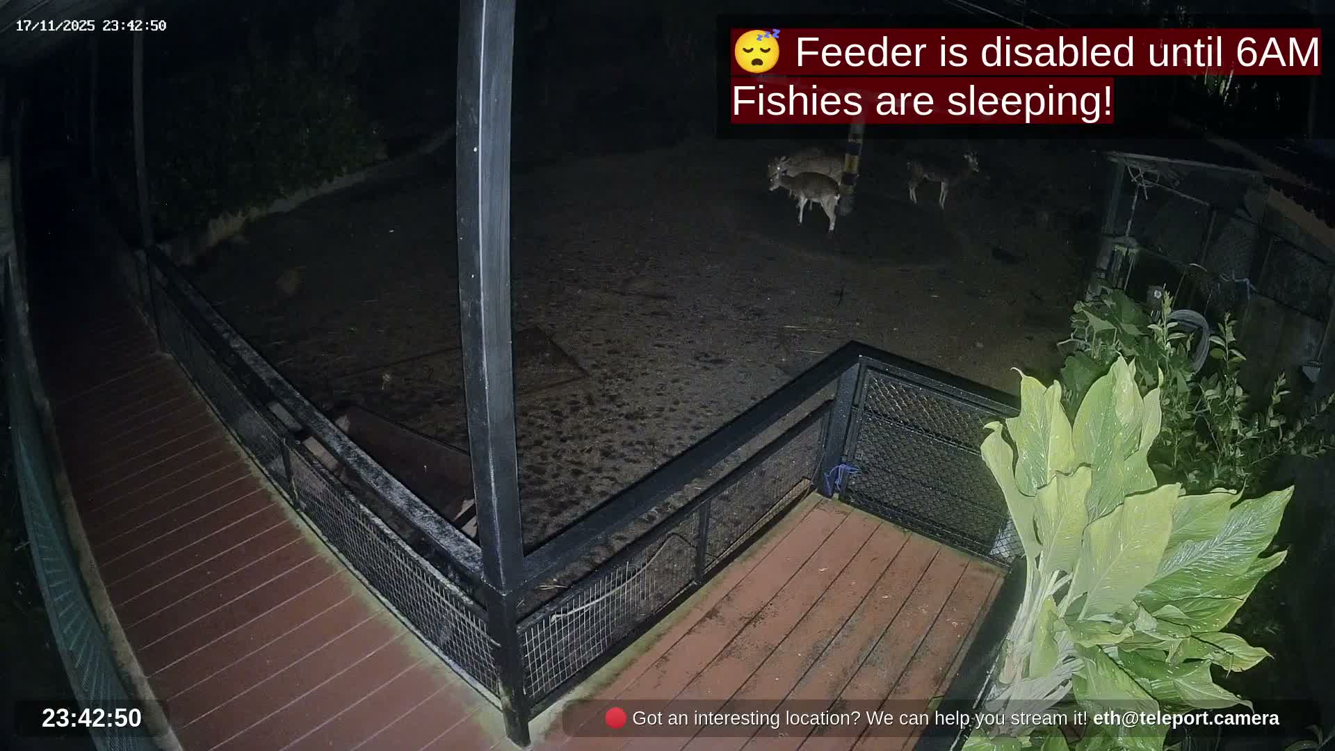 Zoo Cafe · Feed the Life of Fishes, Emus, Deers, Turtles, Malas  Live Cam  - Amphoe Ko Pha - Ngan, Surat Thani, Thailand