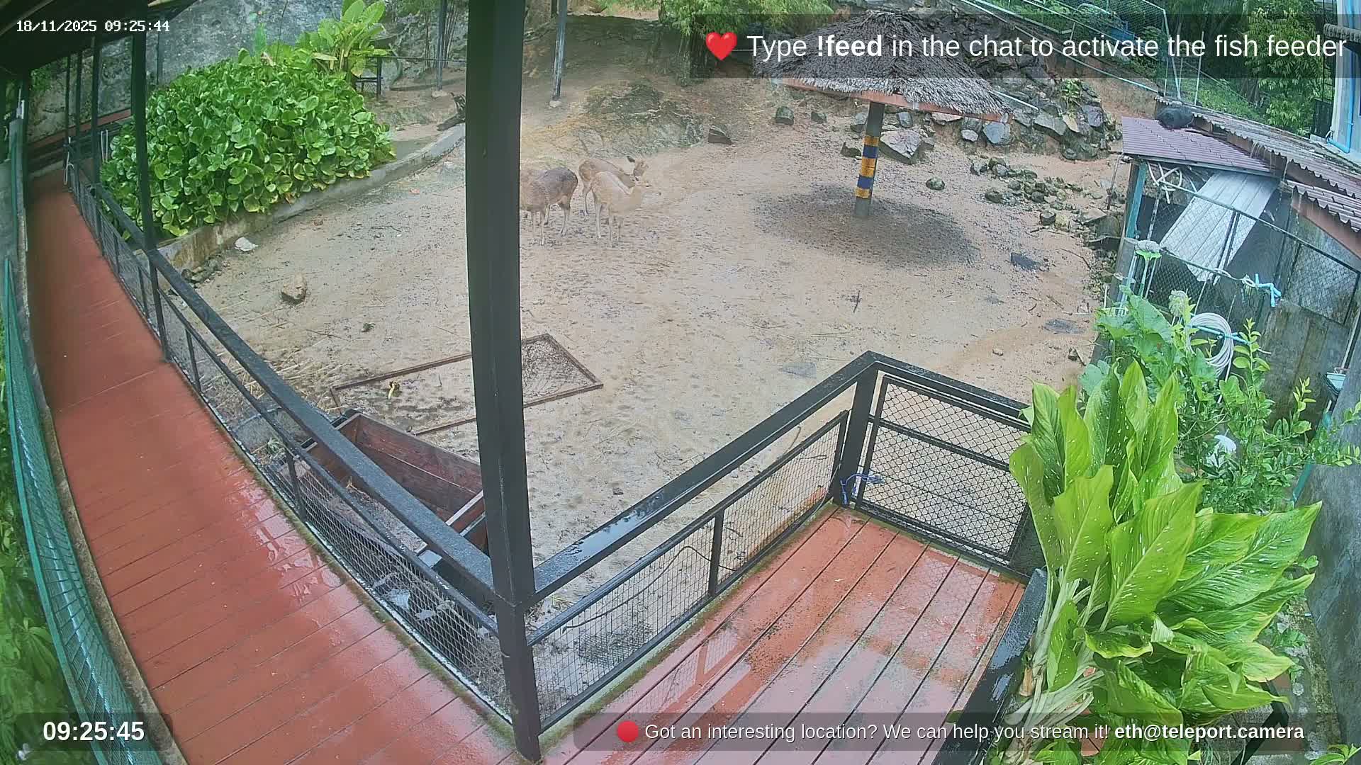 Zoo Cafe · Feed the Life of Fishes, Emus, Deers, Turtles, Malas  Live Cam  - Amphoe Ko Pha - Ngan, Surat Thani, Thailand