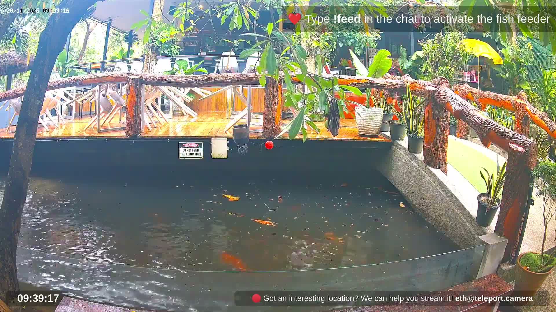 Zoo Cafe · Feed the Life of Fishes, Emus, Deers, Turtles, Malas  Live Cam  - Amphoe Ko Pha - Ngan, Surat Thani, Thailand