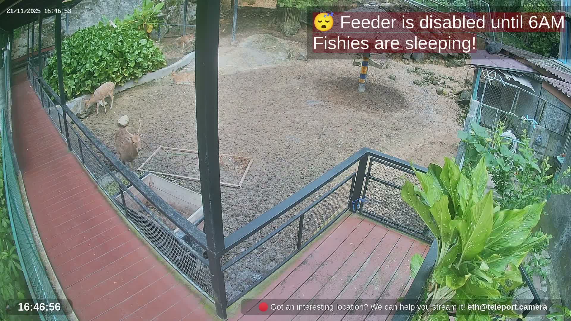 Zoo Cafe · Feed the Life of Fishes, Emus, Deers, Turtles, Malas  Live Cam  - Amphoe Ko Pha - Ngan, Surat Thani, Thailand