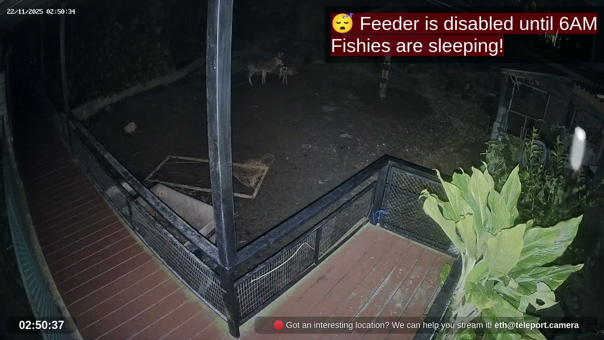 Zoo Cafe · Feed the Life of Fishes, Emus, Deers, Turtles, Malas  Live Cam  - Amphoe Ko Pha - Ngan, Surat Thani, Thailand