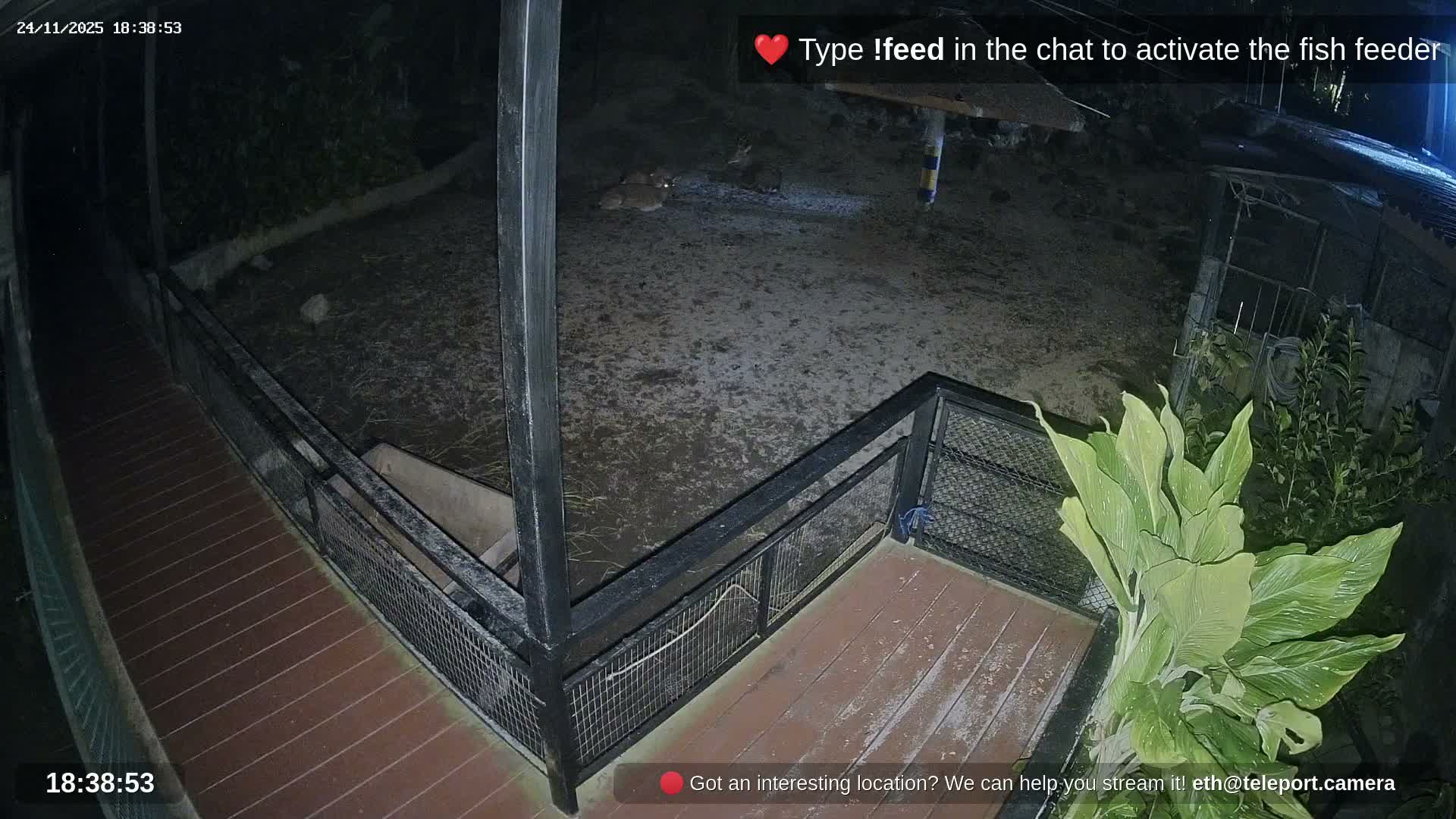 Zoo Cafe · Feed the Life of Fishes, Emus, Deers, Turtles, Malas  Live Cam  - Amphoe Ko Pha - Ngan, Surat Thani, Thailand