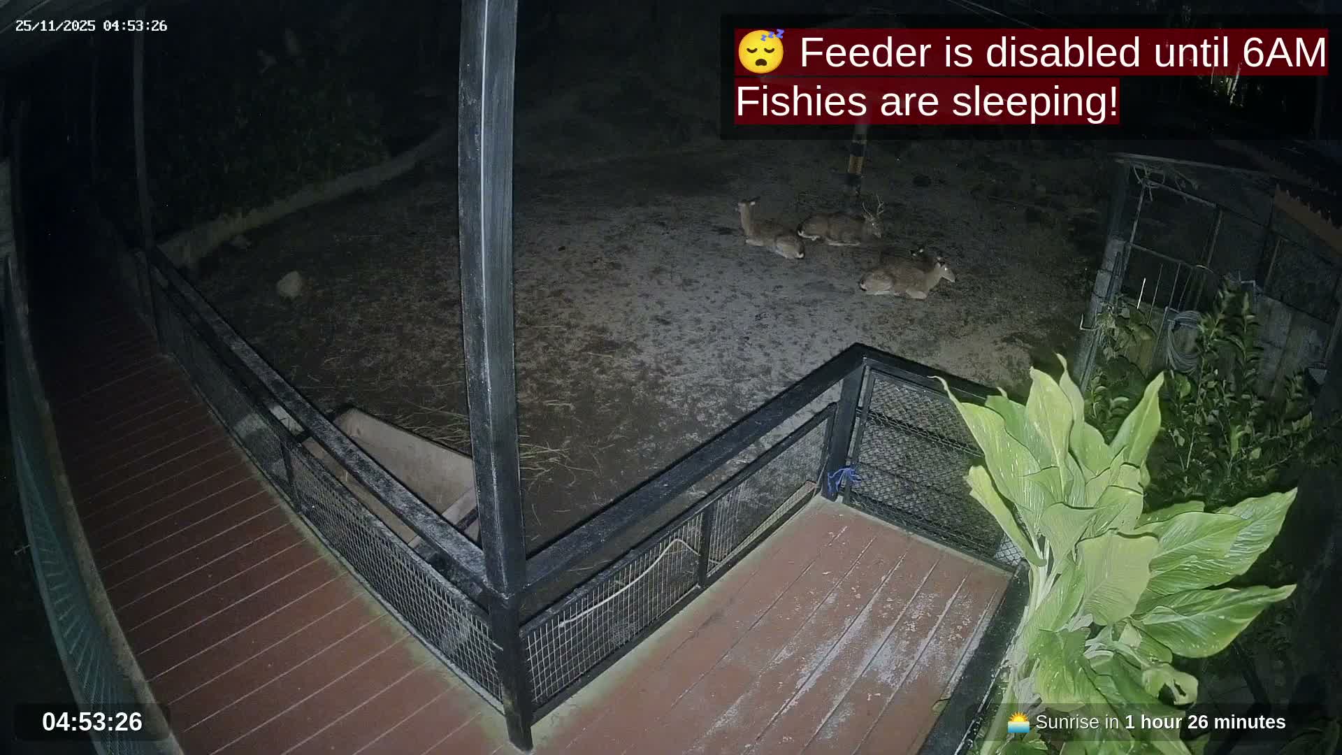 Zoo Cafe · Feed the Life of Fishes, Emus, Deers, Turtles, Malas  Live Cam  - Amphoe Ko Pha - Ngan, Surat Thani, Thailand