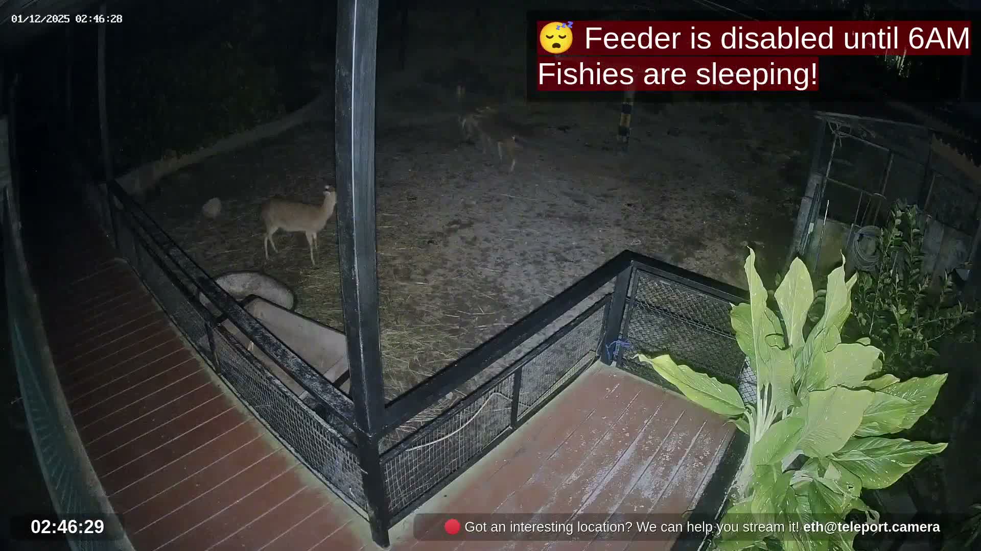 Zoo Cafe · Feed the Life of Fishes, Emus, Deers, Turtles, Malas  Live Cam  - Amphoe Ko Pha - Ngan, Surat Thani, Thailand