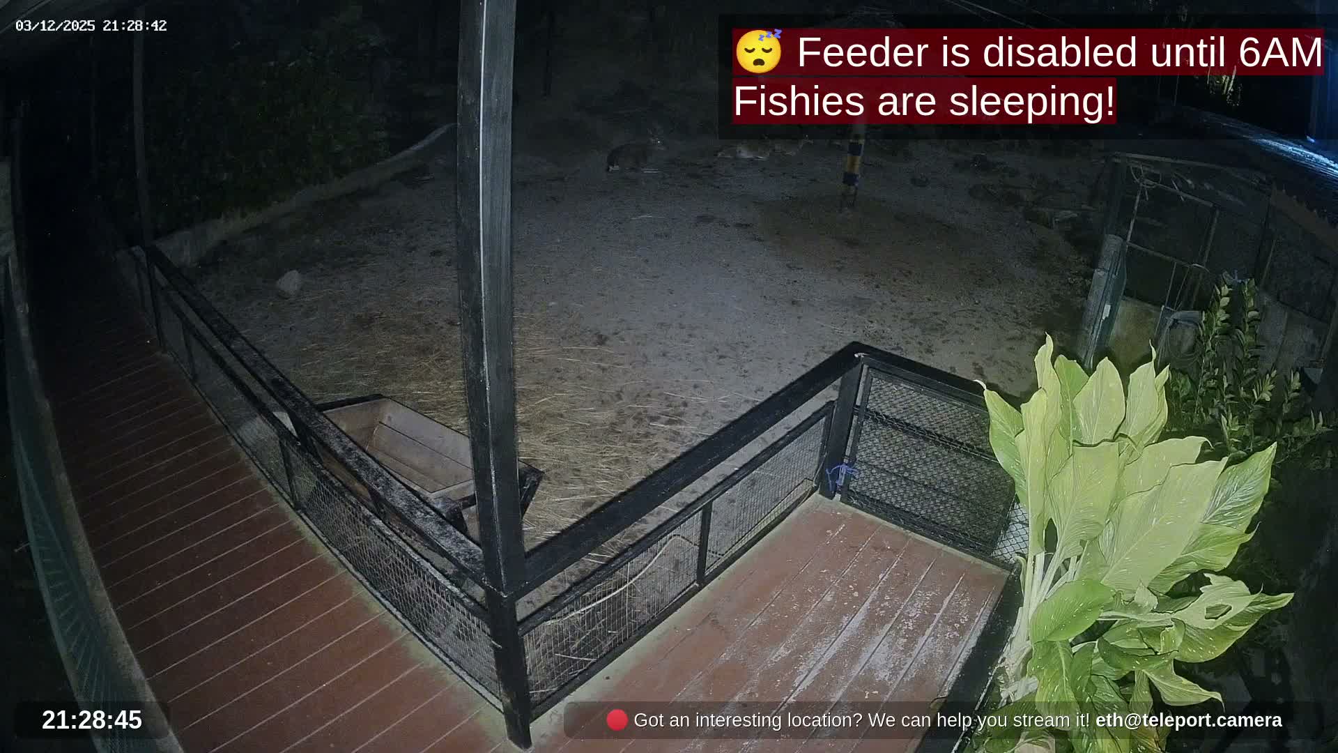 Zoo Cafe · Feed the Life of Fishes, Emus, Deers, Turtles, Malas  Live Cam  - Amphoe Ko Pha - Ngan, Surat Thani, Thailand