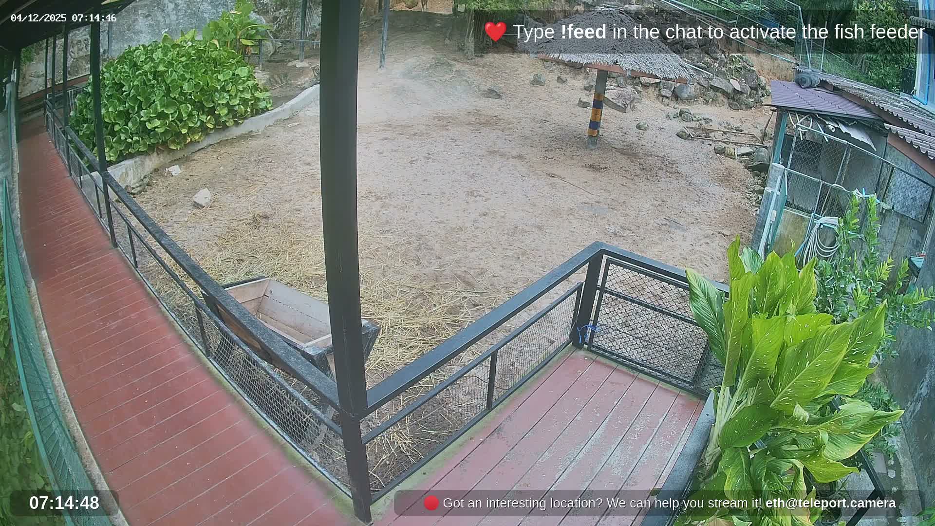 Zoo Cafe · Feed the Life of Fishes, Emus, Deers, Turtles, Malas  Live Cam  - Amphoe Ko Pha - Ngan, Surat Thani, Thailand