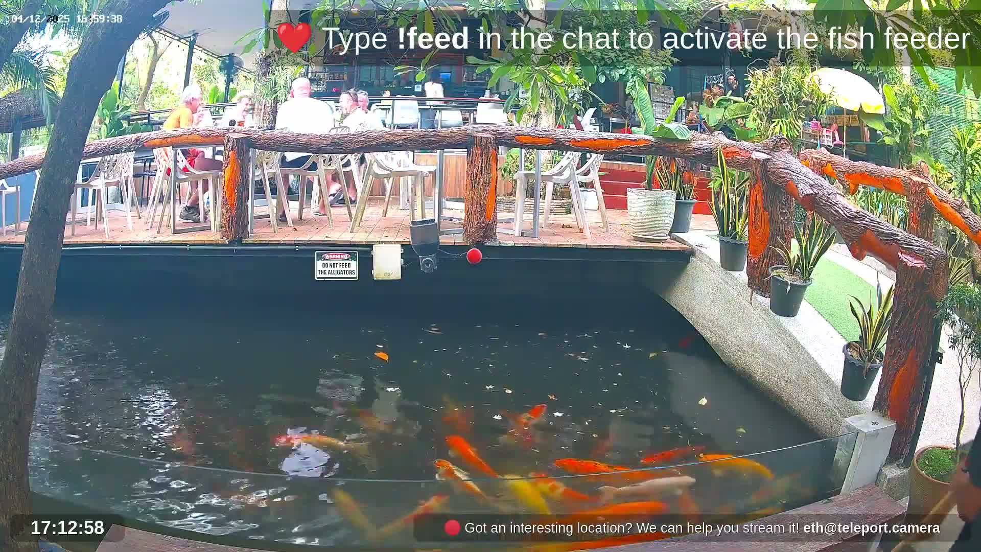 Numerous orange and white koi fish swim in a clear pond, overlooked by a raised wooden deck with people relaxing at tables amidst lush tropical greenery on a bright, clear day.