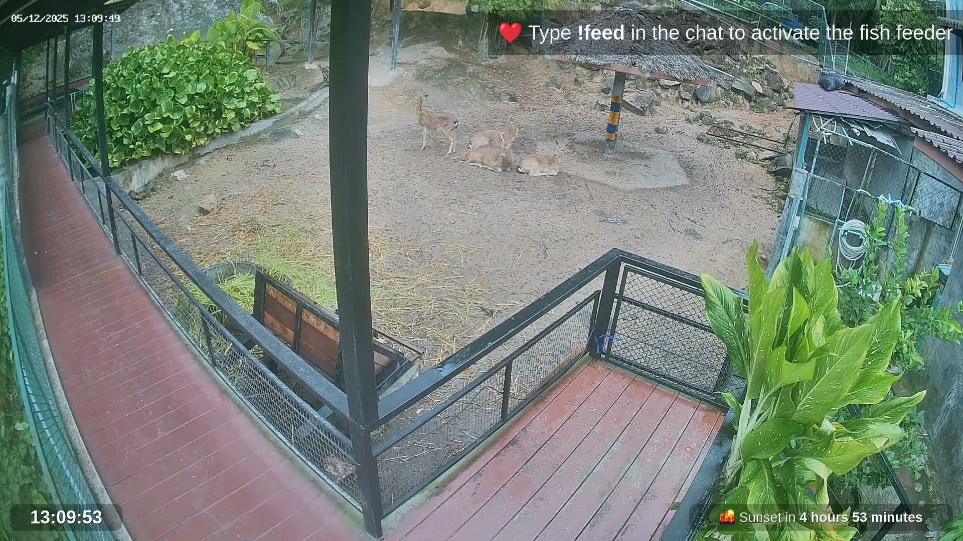 Zoo Cafe · Feed the Life of Fishes, Emus, Deers, Turtles, Malas  Live Cam  - Amphoe Ko Pha - Ngan, Surat Thani, Thailand