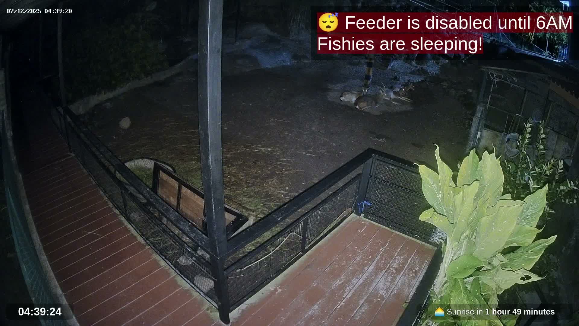 Zoo Cafe · Feed the Life of Fishes, Emus, Deers, Turtles, Malas  Live Cam  - Amphoe Ko Pha - Ngan, Surat Thani, Thailand