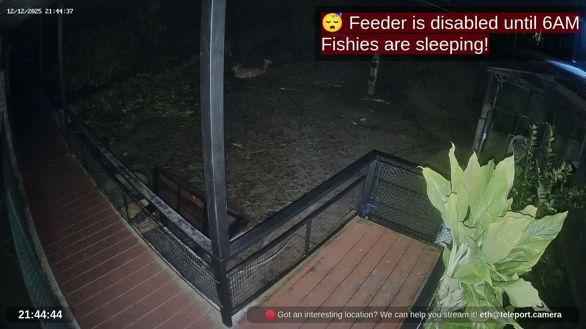 Zoo Cafe · Feed the Life of Fishes, Emus, Deers, Turtles, Malas  Live Cam  - Amphoe Ko Pha - Ngan, Surat Thani, Thailand
