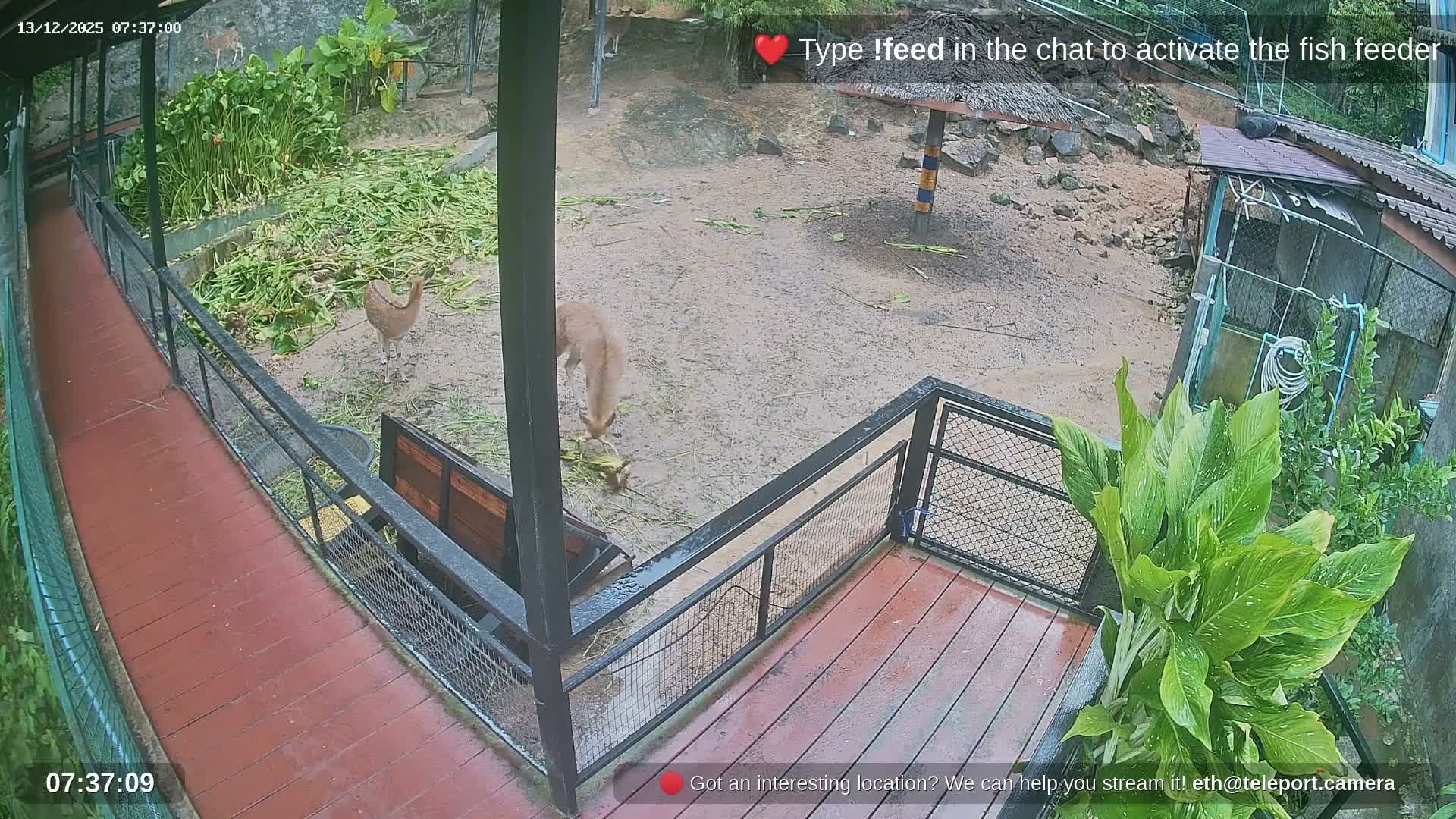 Zoo Cafe · Feed the Life of Fishes, Emus, Deers, Turtles, Malas  Live Cam  - Amphoe Ko Pha - Ngan, Surat Thani, Thailand
