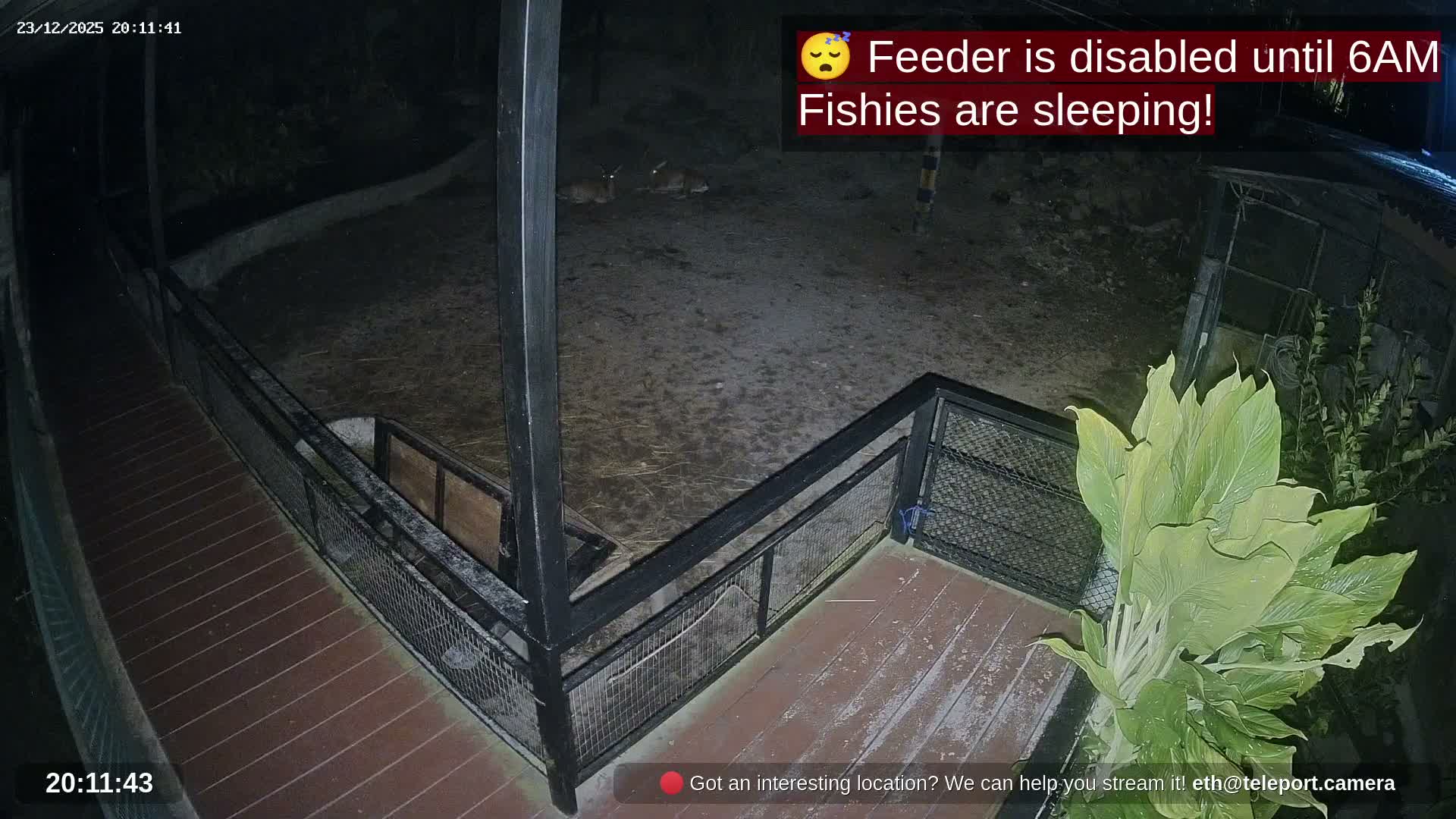 Zoo Cafe · Feed the Life of Fishes, Emus, Deers, Turtles, Malas  Live Cam  - Amphoe Ko Pha - Ngan, Surat Thani, Thailand