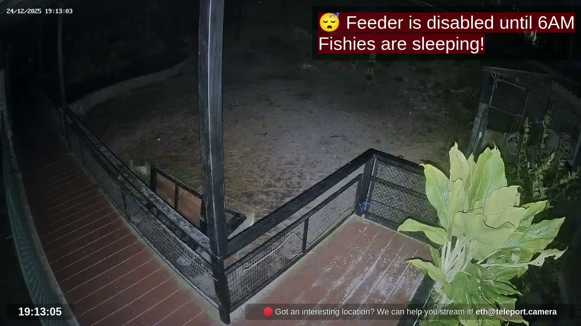 Zoo Cafe · Feed the Life of Fishes, Emus, Deers, Turtles, Malas  Live Cam  - Amphoe Ko Pha - Ngan, Surat Thani, Thailand