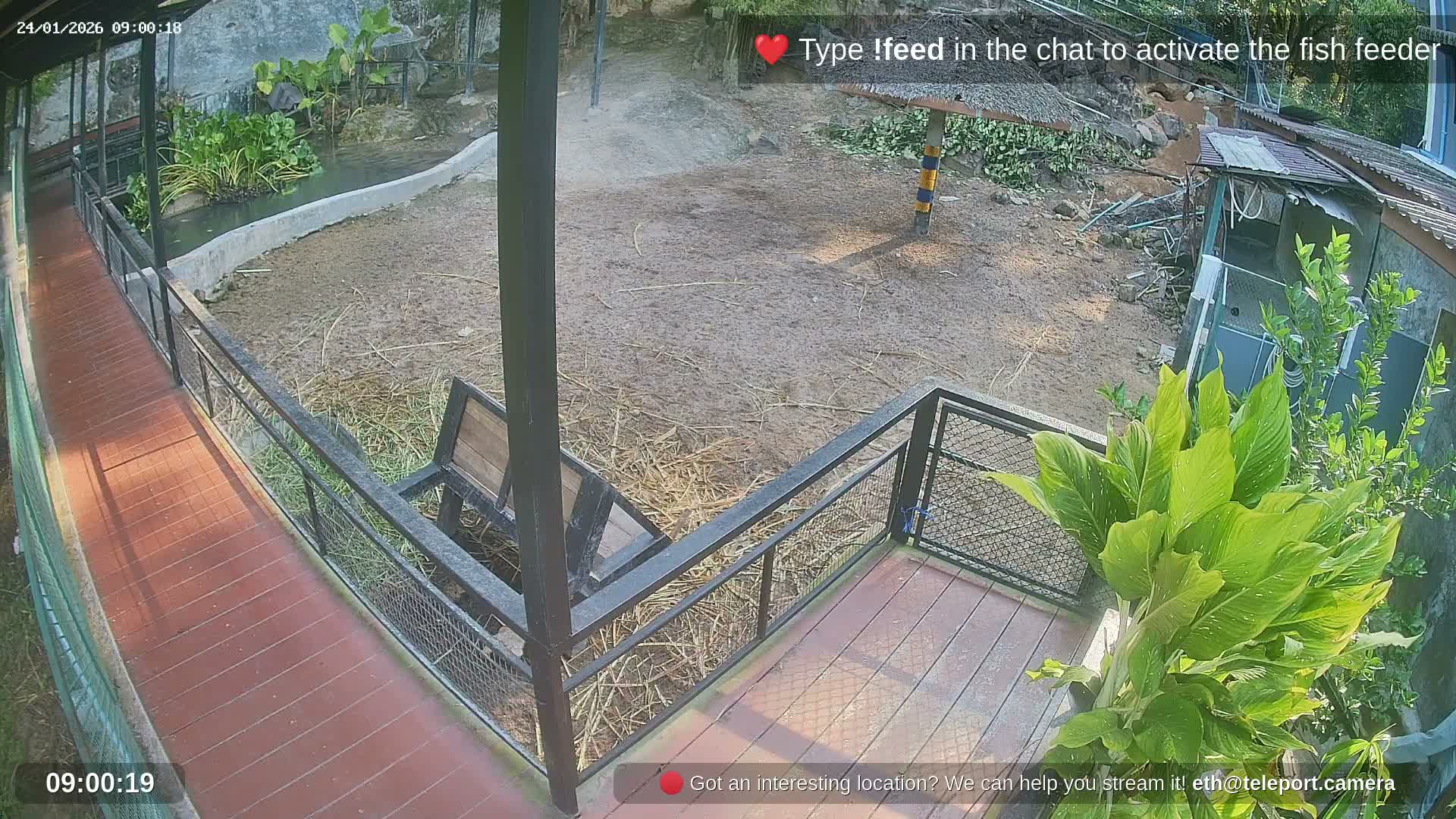 Zoo Cafe · Feed the Life of Fishes, Emus, Deers, Turtles, Malas  Live Cam  - Amphoe Ko Pha - Ngan, Surat Thani, Thailand