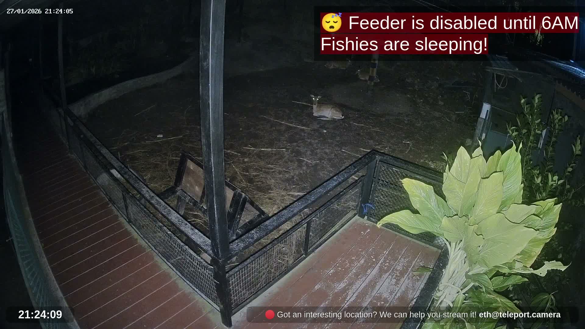 Zoo Cafe · Feed the Life of Fishes, Emus, Deers, Turtles, Malas  Live Cam  - Amphoe Ko Pha - Ngan, Surat Thani, Thailand