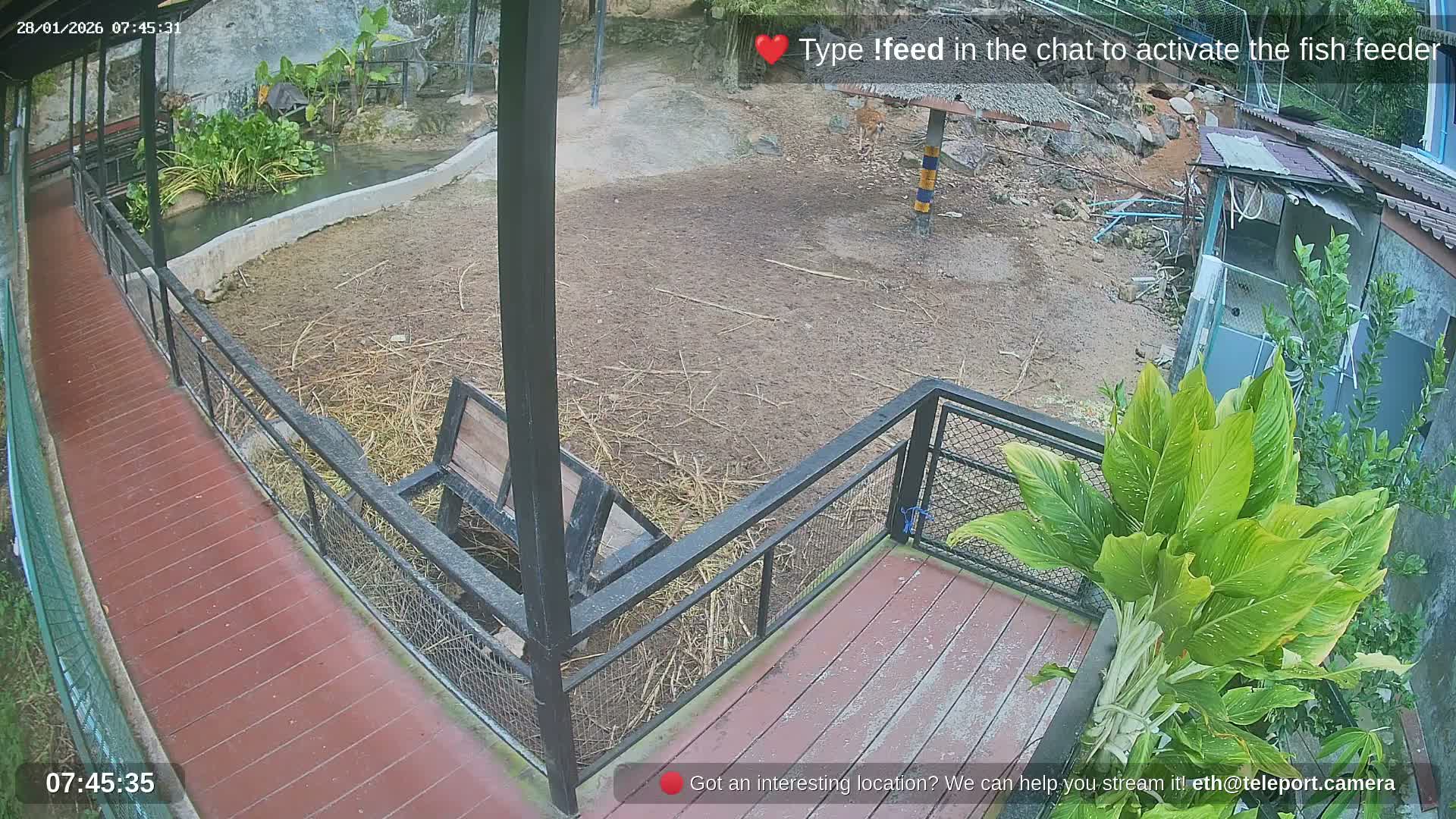 Zoo Cafe · Feed the Life of Fishes, Emus, Deers, Turtles, Malas  Live Cam  - Amphoe Ko Pha - Ngan, Surat Thani, Thailand