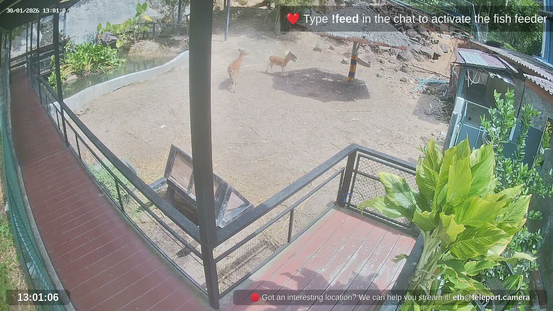Zoo Cafe · Feed the Life of Fishes, Emus, Deers, Turtles, Malas  Live Cam  - Amphoe Ko Pha - Ngan, Surat Thani, Thailand