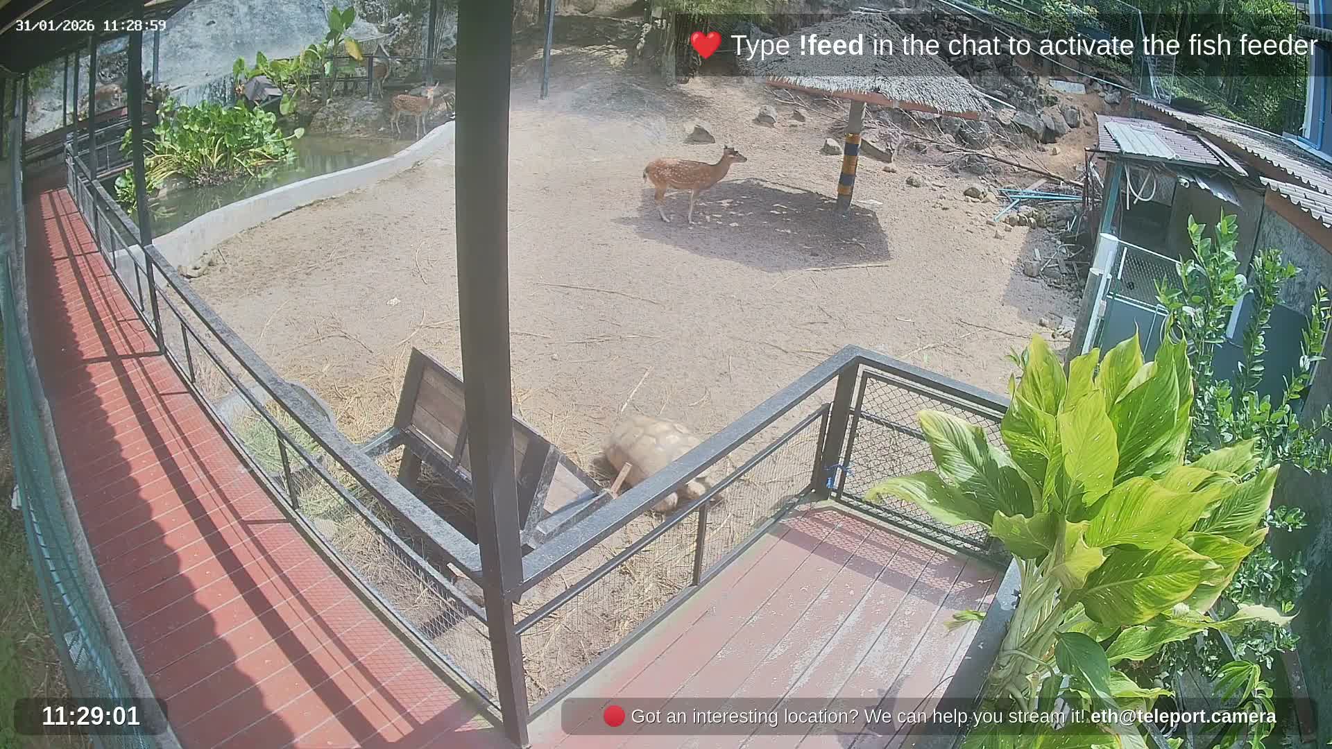 Zoo Cafe · Feed the Life of Fishes, Emus, Deers, Turtles, Malas  Live Cam  - Amphoe Ko Pha - Ngan, Surat Thani, Thailand