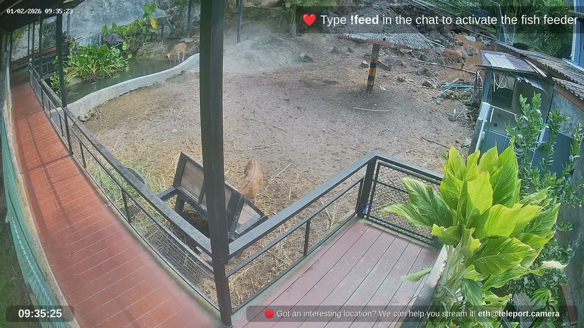 Zoo Cafe · Feed the Life of Fishes, Emus, Deers, Turtles, Malas  Live Cam  - Amphoe Ko Pha - Ngan, Surat Thani, Thailand