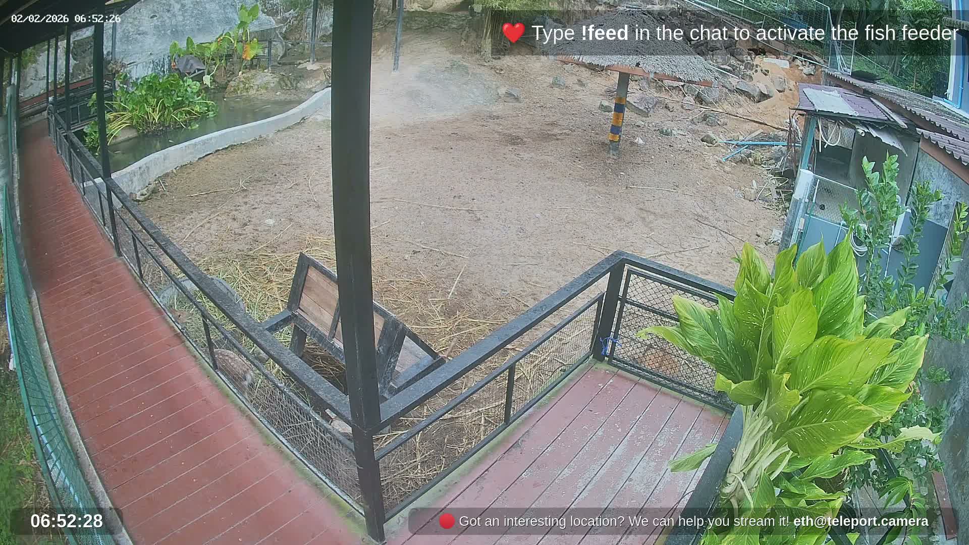 Zoo Cafe · Feed the Life of Fishes, Emus, Deers, Turtles, Malas  Live Cam  - Amphoe Ko Pha - Ngan, Surat Thani, Thailand