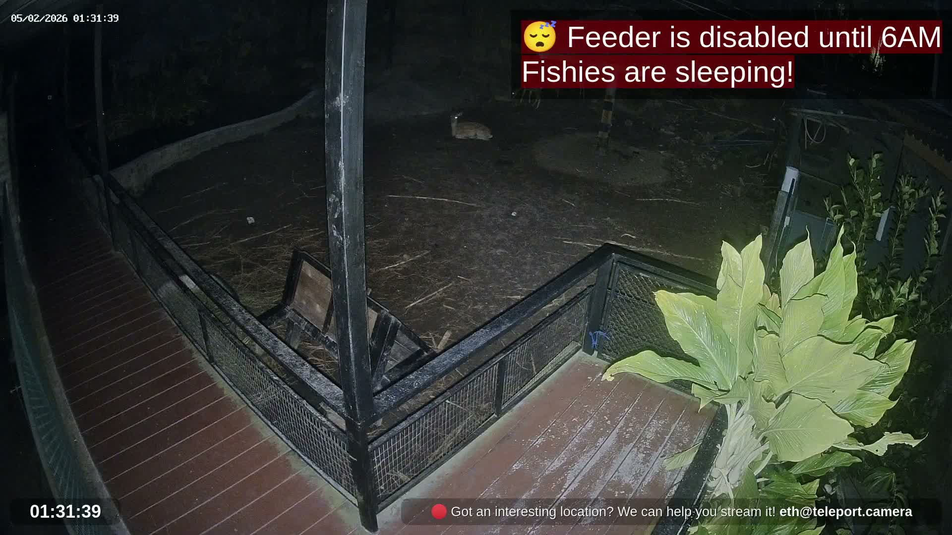 Zoo Cafe · Feed the Life of Fishes, Emus, Deers, Turtles, Malas  Live Cam  - Amphoe Ko Pha - Ngan, Surat Thani, Thailand