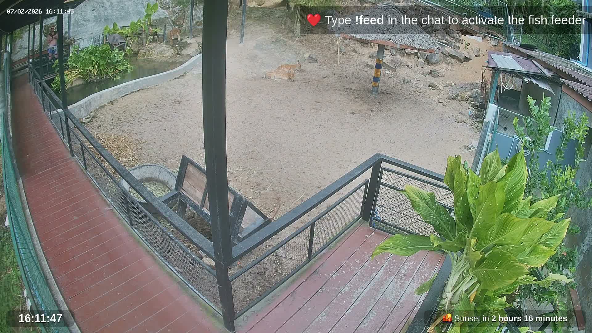 Zoo Cafe · Feed the Life of Fishes, Emus, Deers, Turtles, Malas  Live Cam  - Amphoe Ko Pha - Ngan, Surat Thani, Thailand