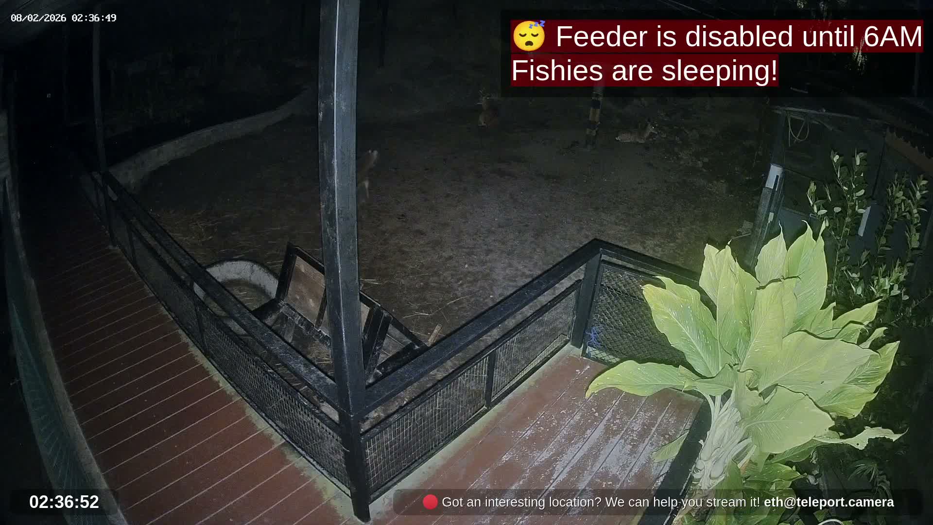Zoo Cafe · Feed the Life of Fishes, Emus, Deers, Turtles, Malas  Live Cam  - Amphoe Ko Pha - Ngan, Surat Thani, Thailand