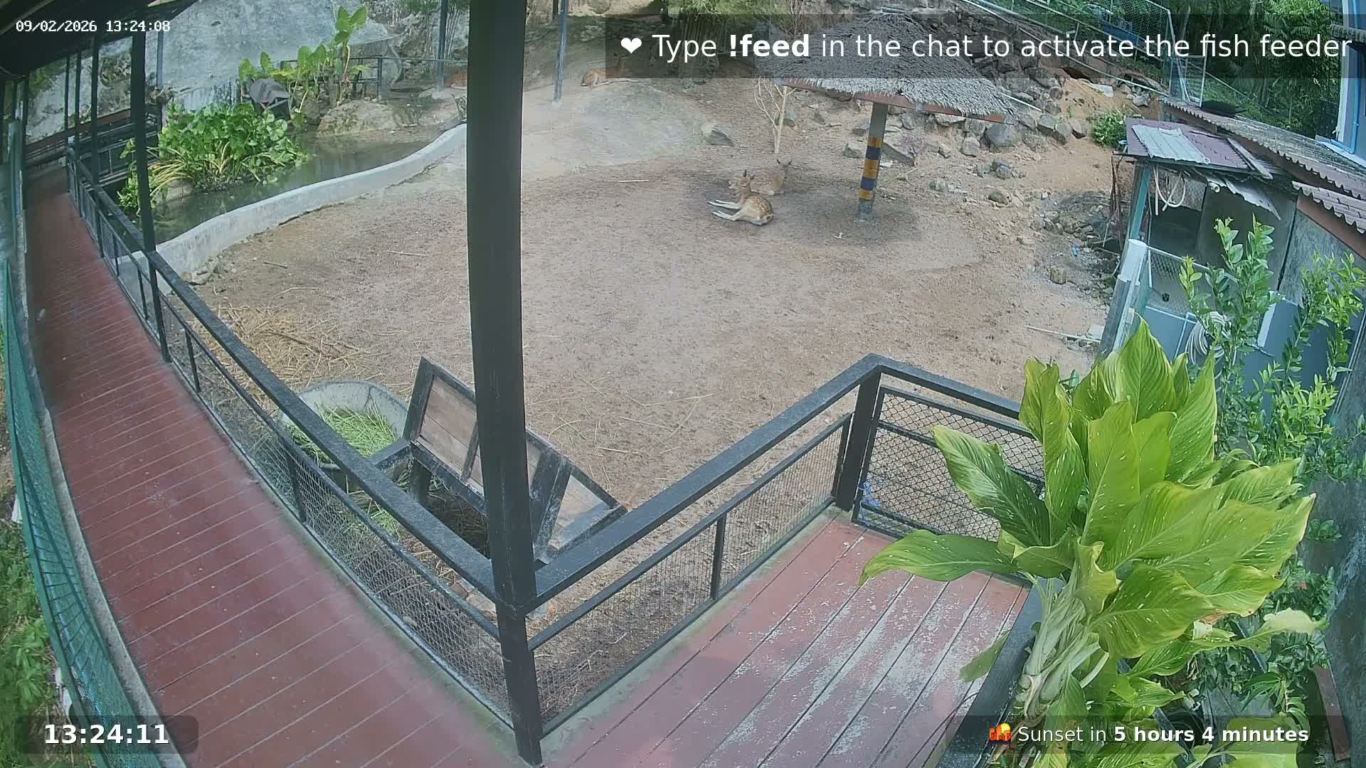 Zoo Cafe · Feed the Life of Fishes, Emus, Deers, Turtles, Malas  Live Cam  - Amphoe Ko Pha - Ngan, Surat Thani, Thailand
