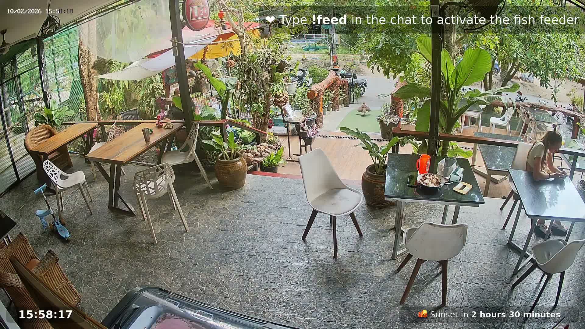 Zoo Cafe · Feed the Life of Fishes, Emus, Deers, Turtles, Malas  Live Cam  - Amphoe Ko Pha - Ngan, Surat Thani, Thailand