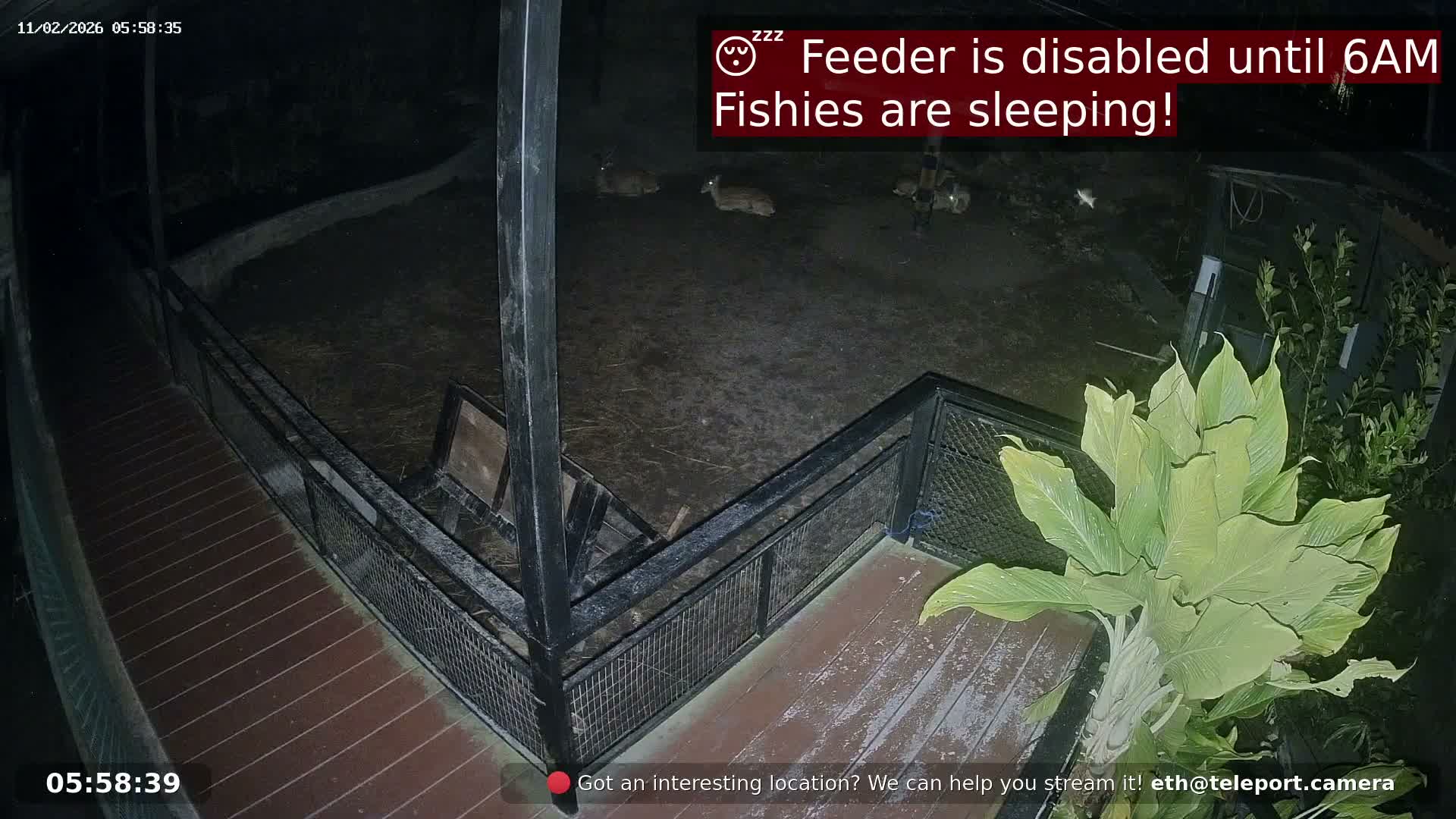 Zoo Cafe · Feed the Life of Fishes, Emus, Deers, Turtles, Malas  Live Cam  - Amphoe Ko Pha - Ngan, Surat Thani, Thailand